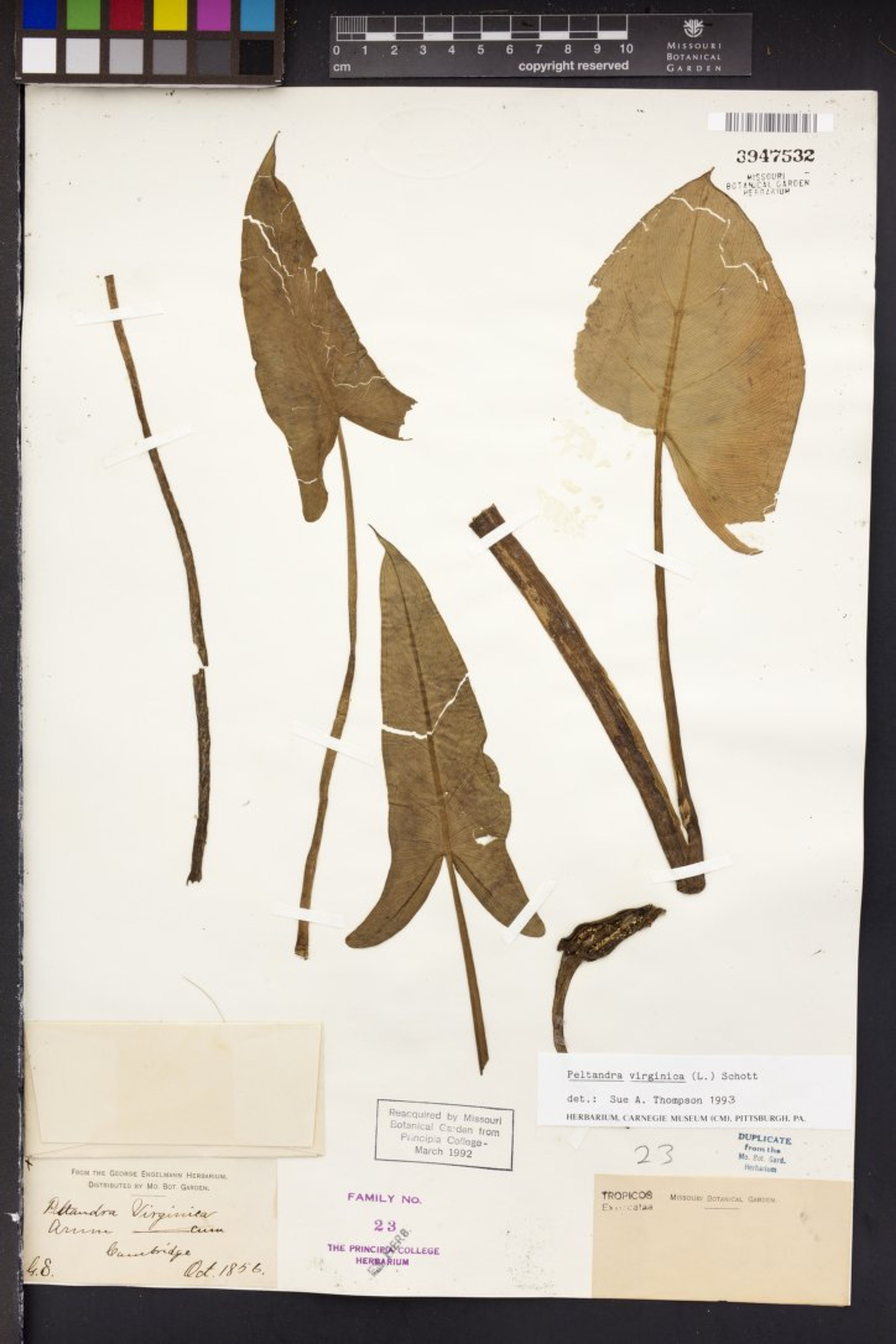 Peltandra virginica - 4