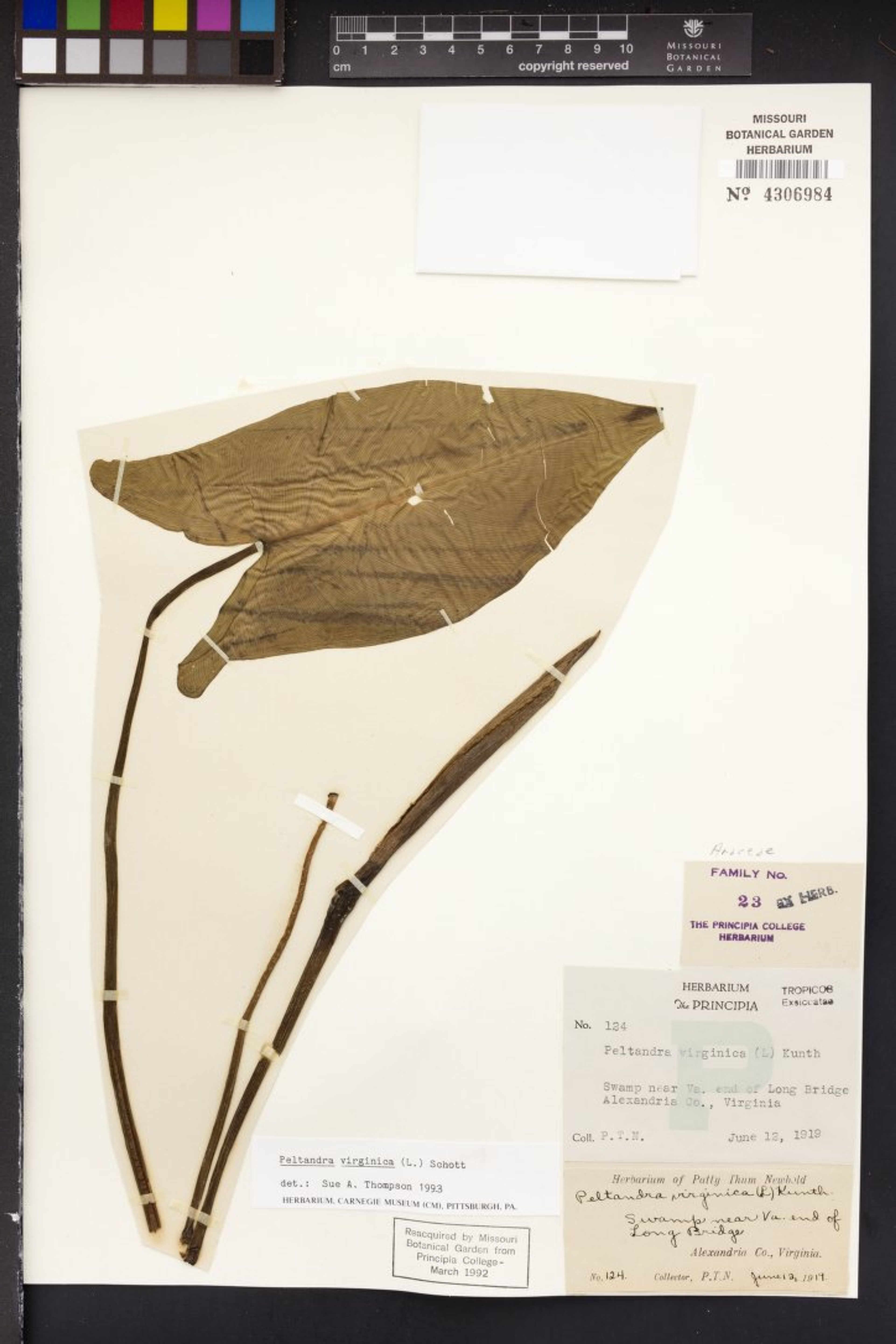 Peltandra virginica - 8