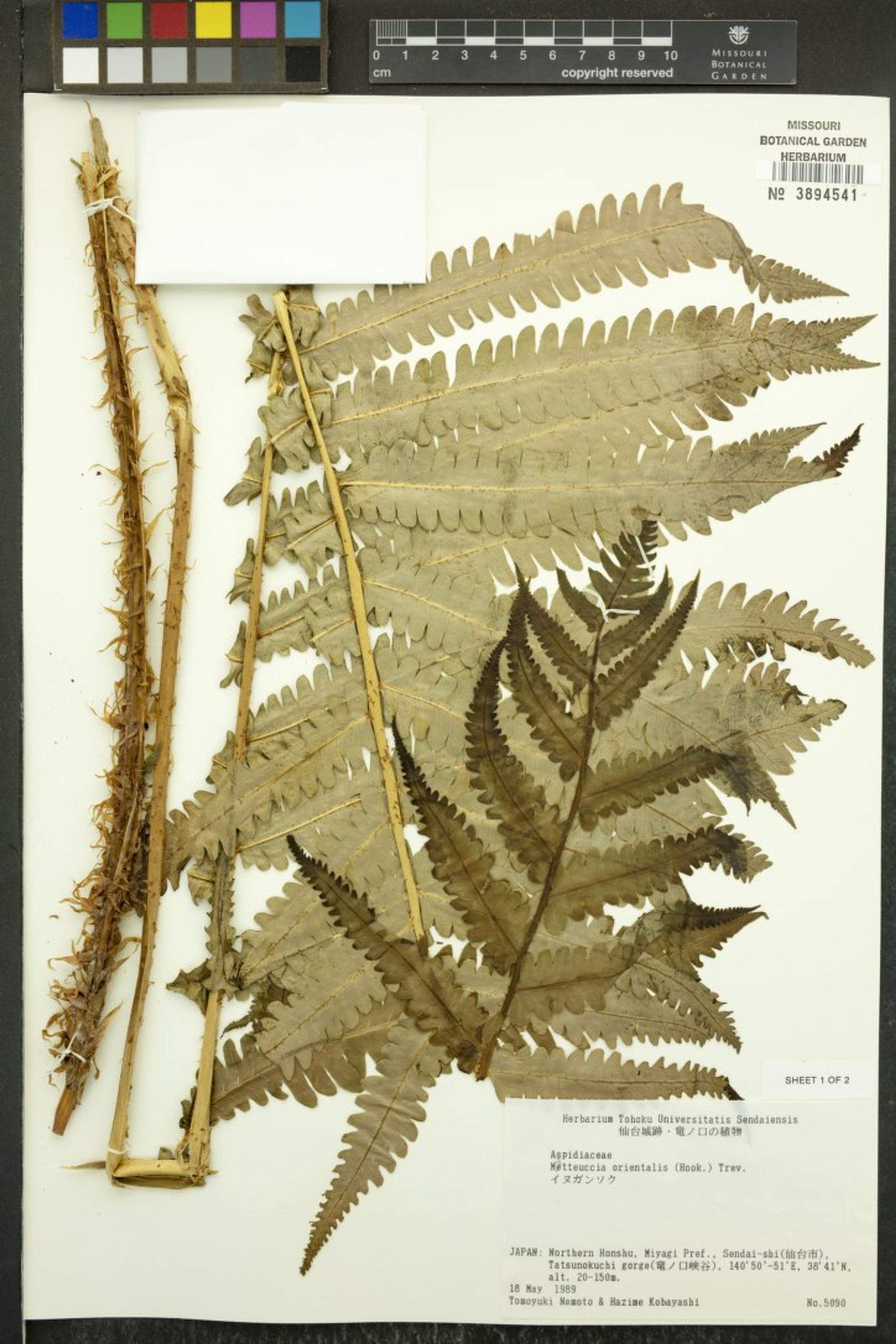 Matteuccia orientalis - 68