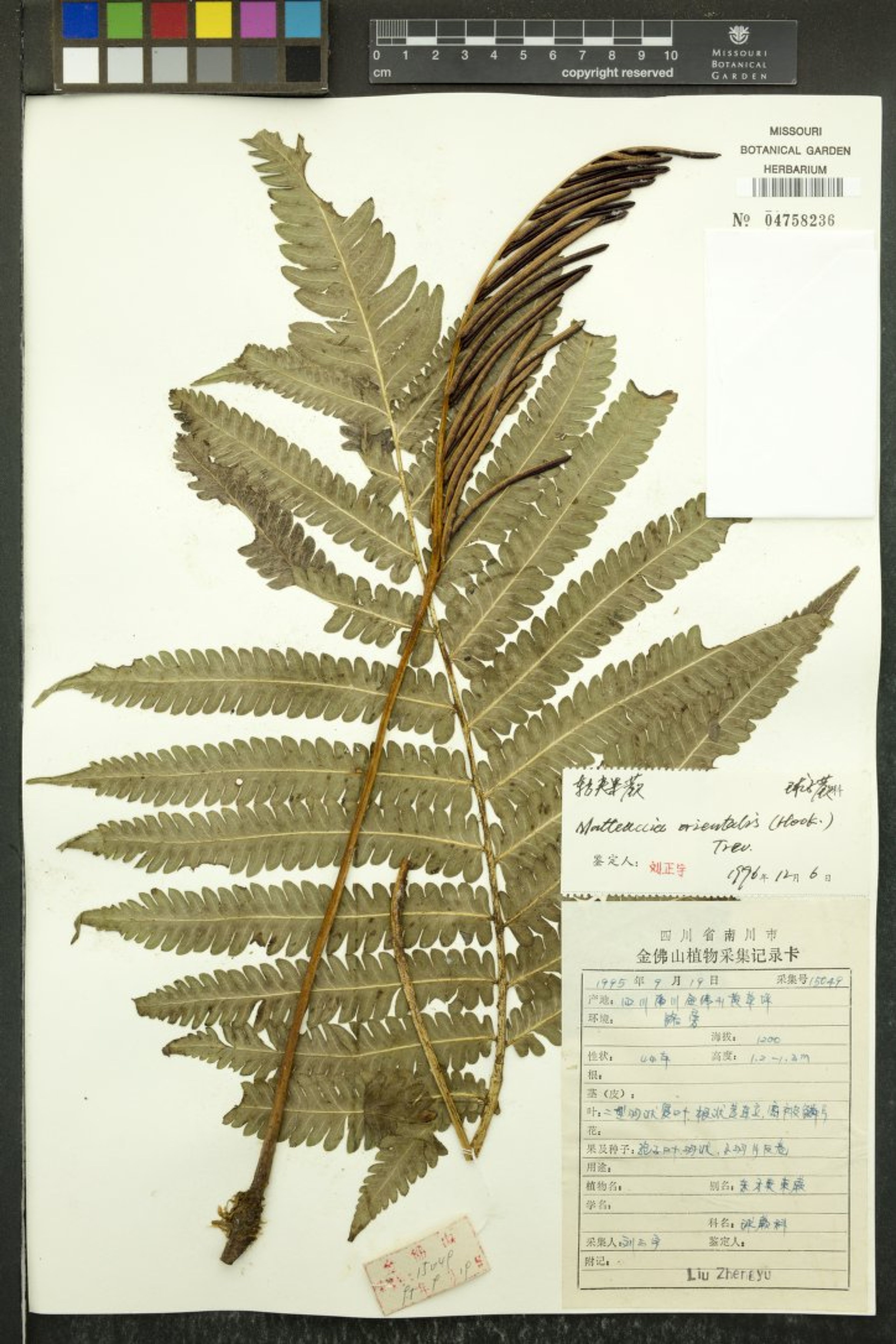 Matteuccia orientalis - 105