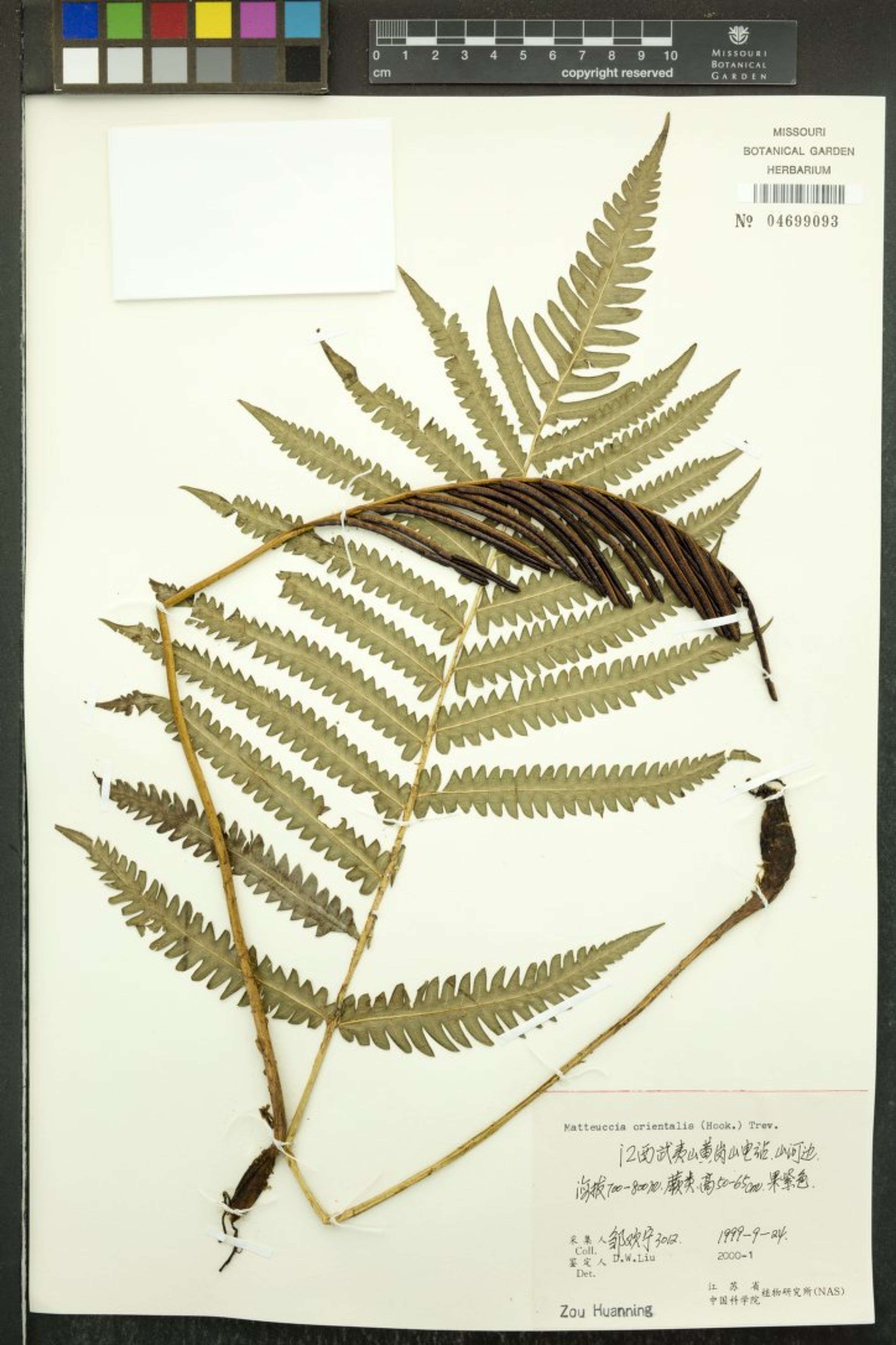 Matteuccia orientalis - 45
