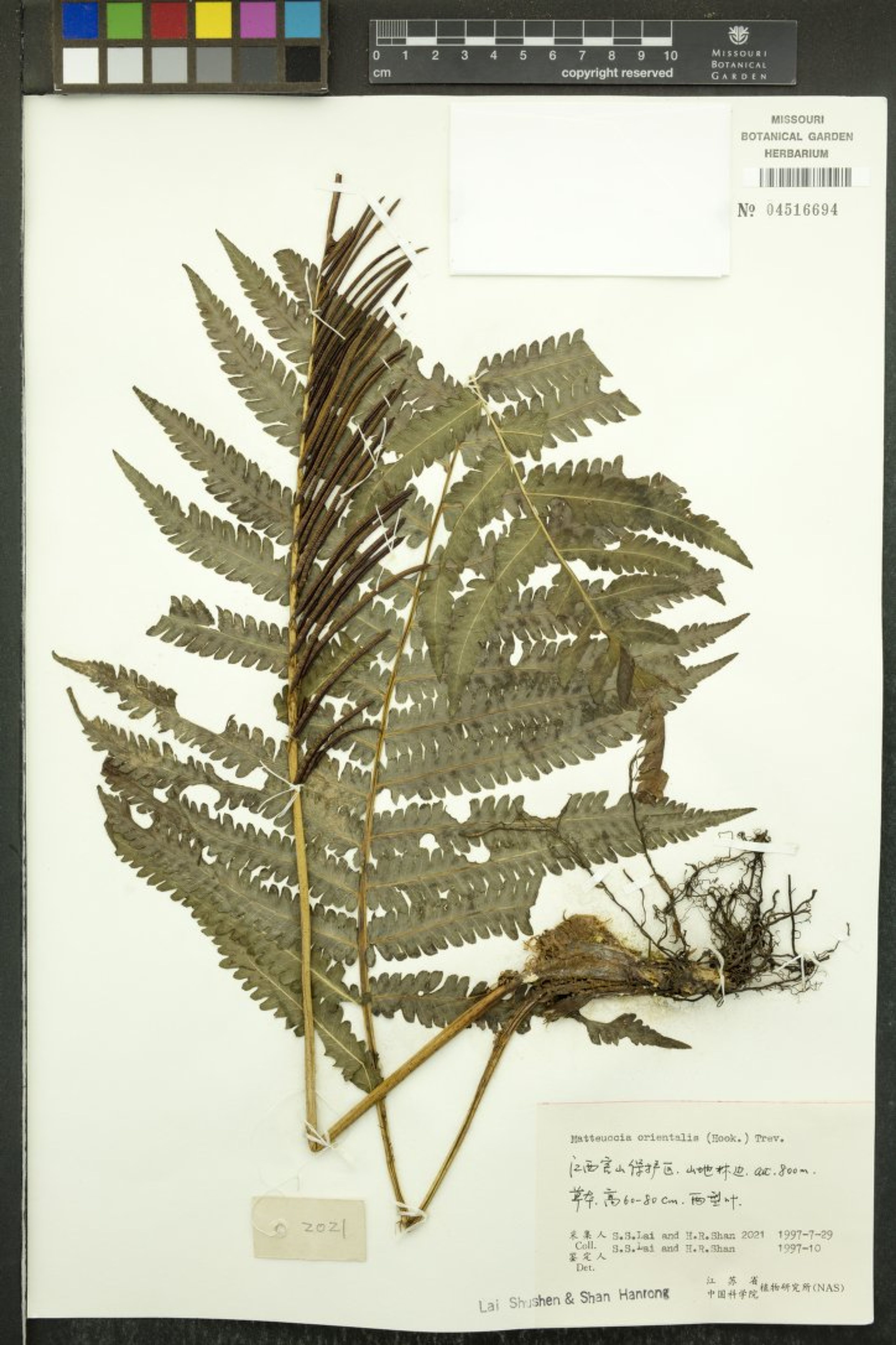 Matteuccia orientalis - 5
