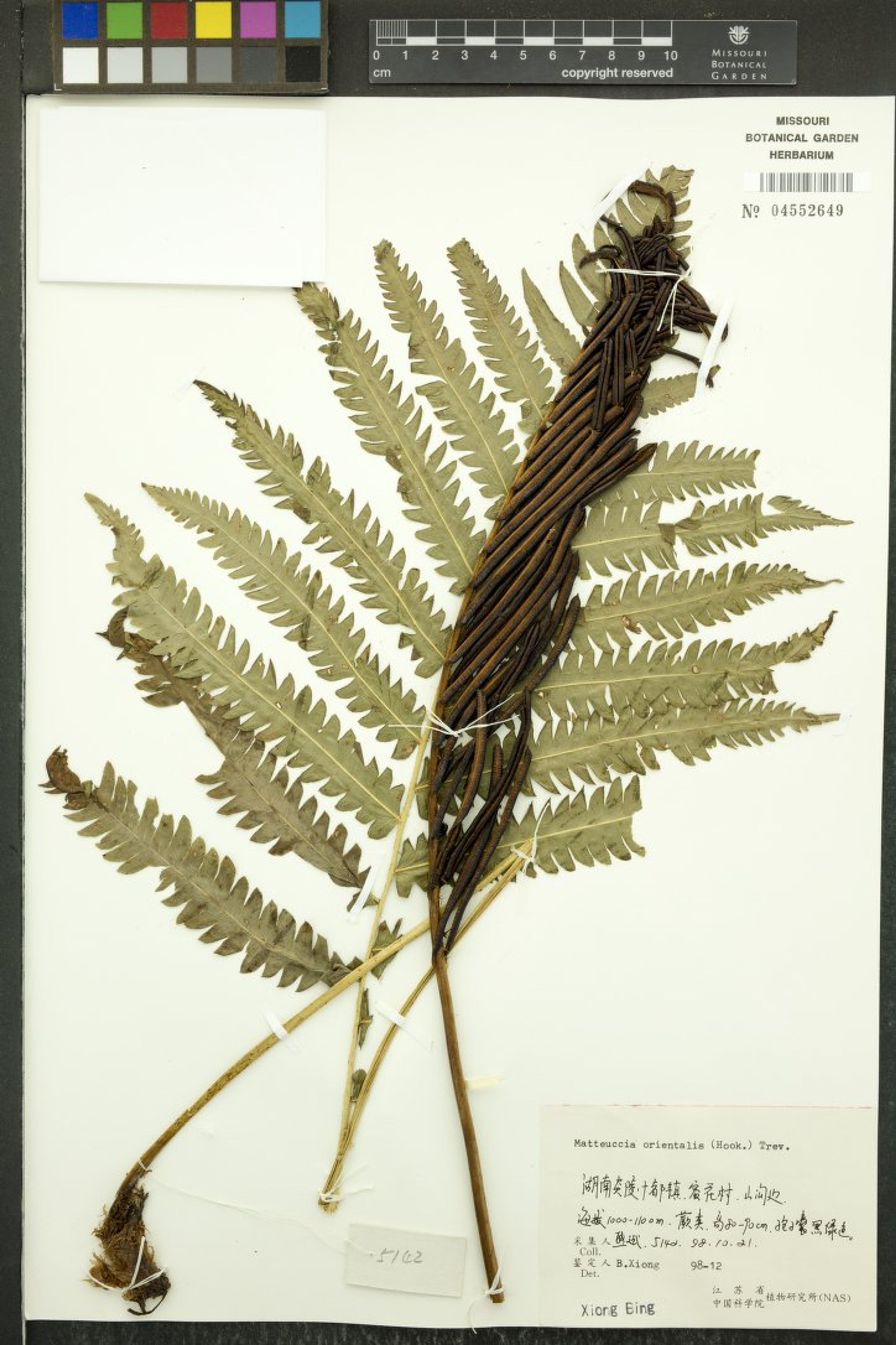 Matteuccia orientalis - 38