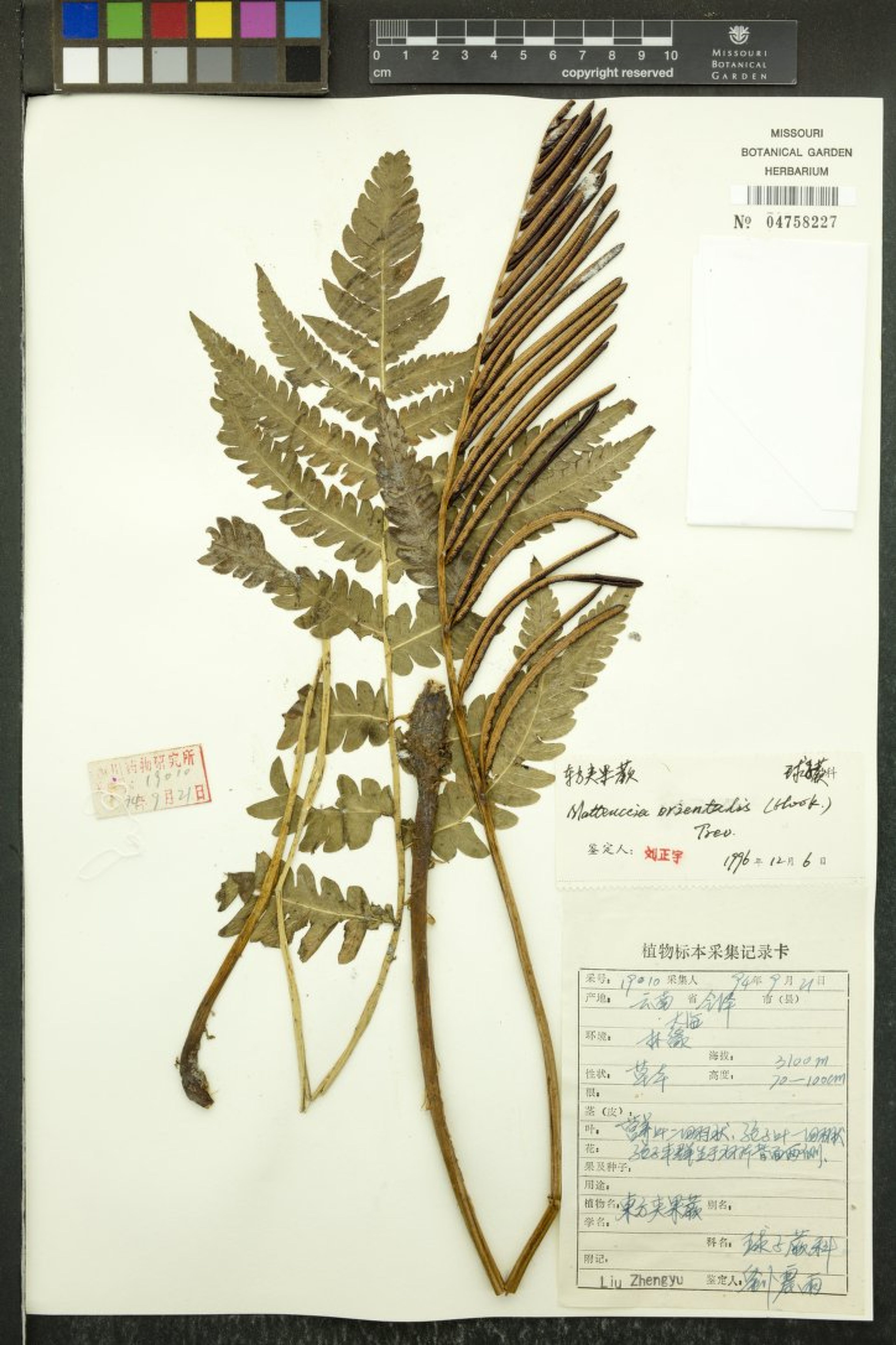Matteuccia orientalis - 6