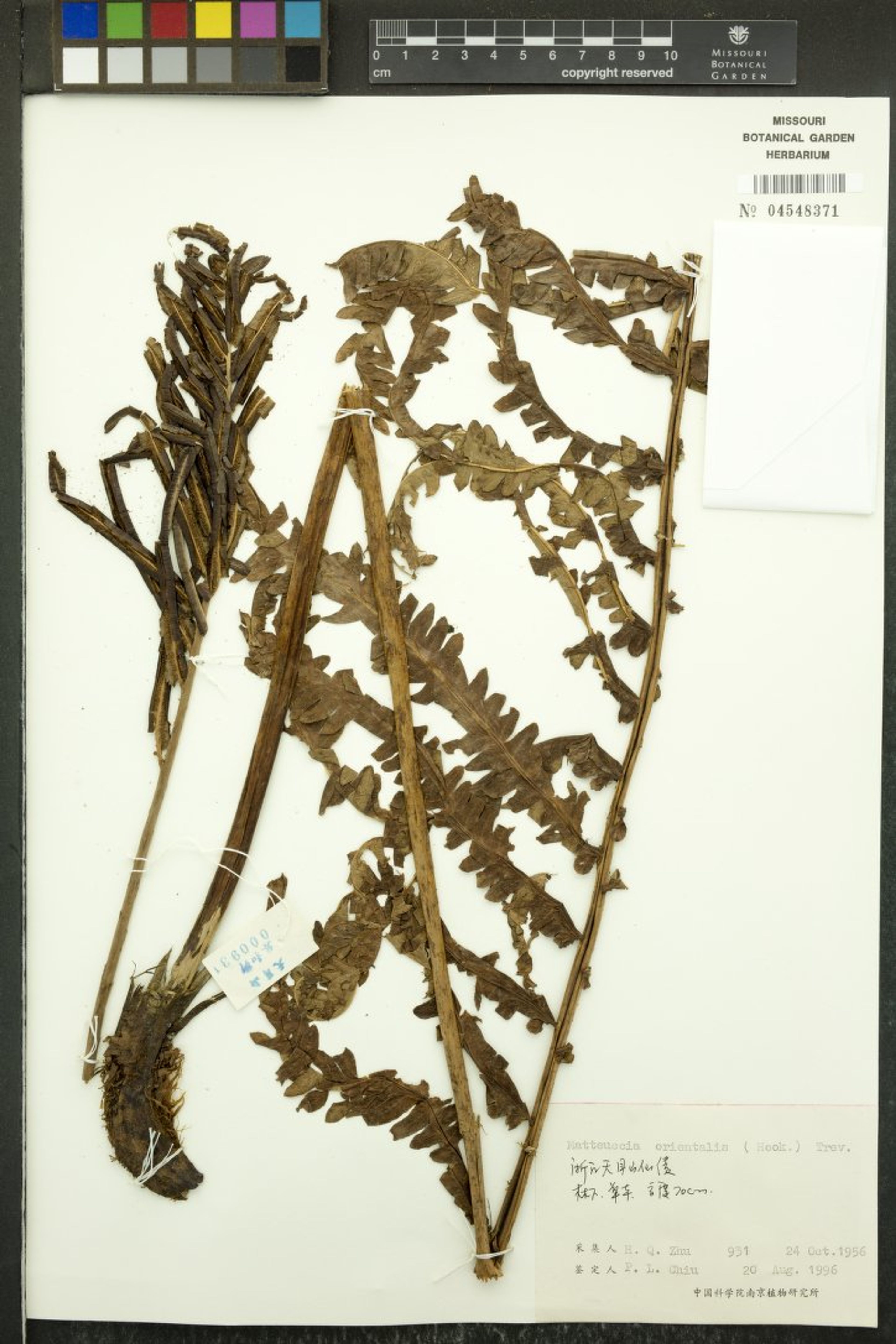 Matteuccia orientalis - 25