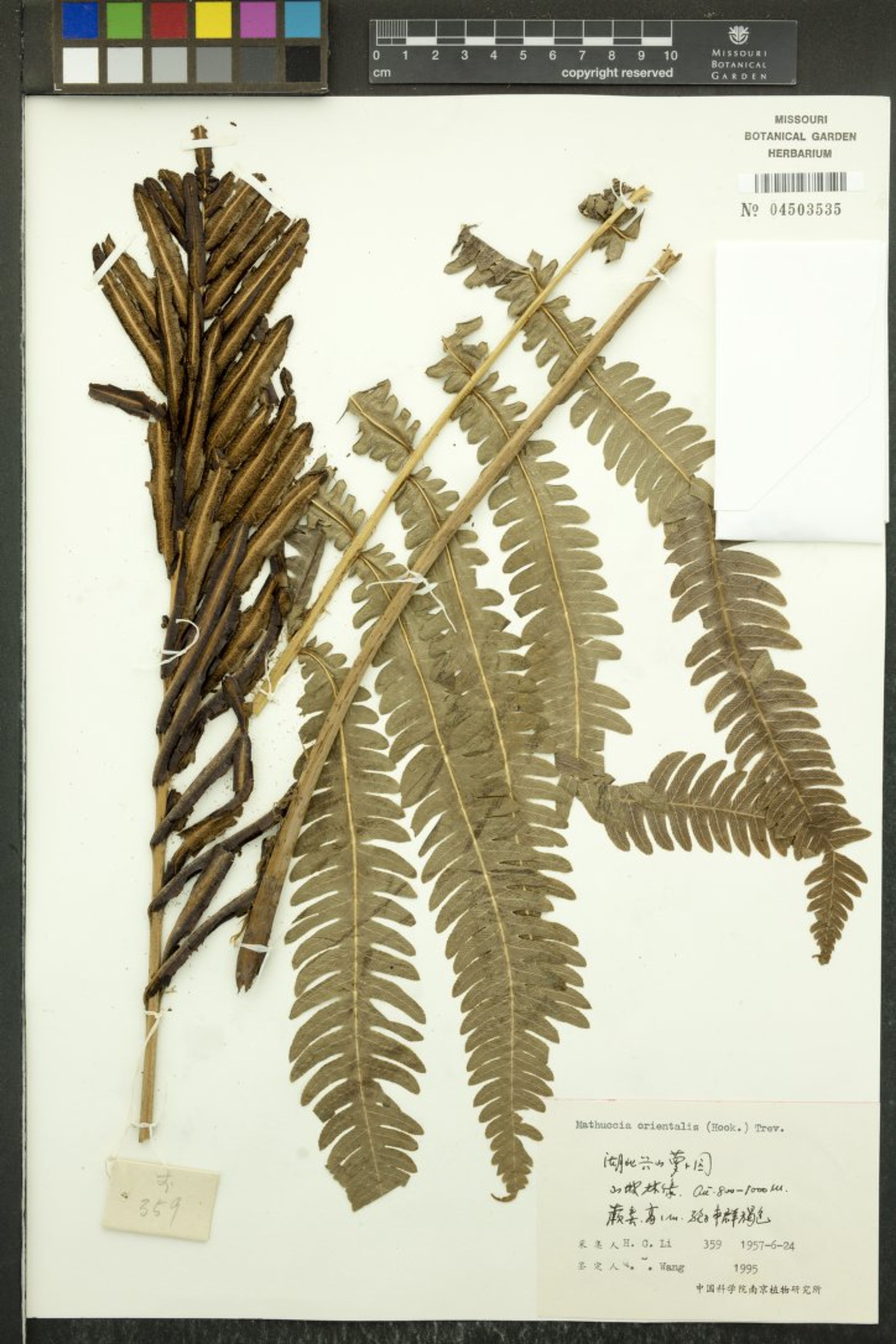 Matteuccia orientalis - 53