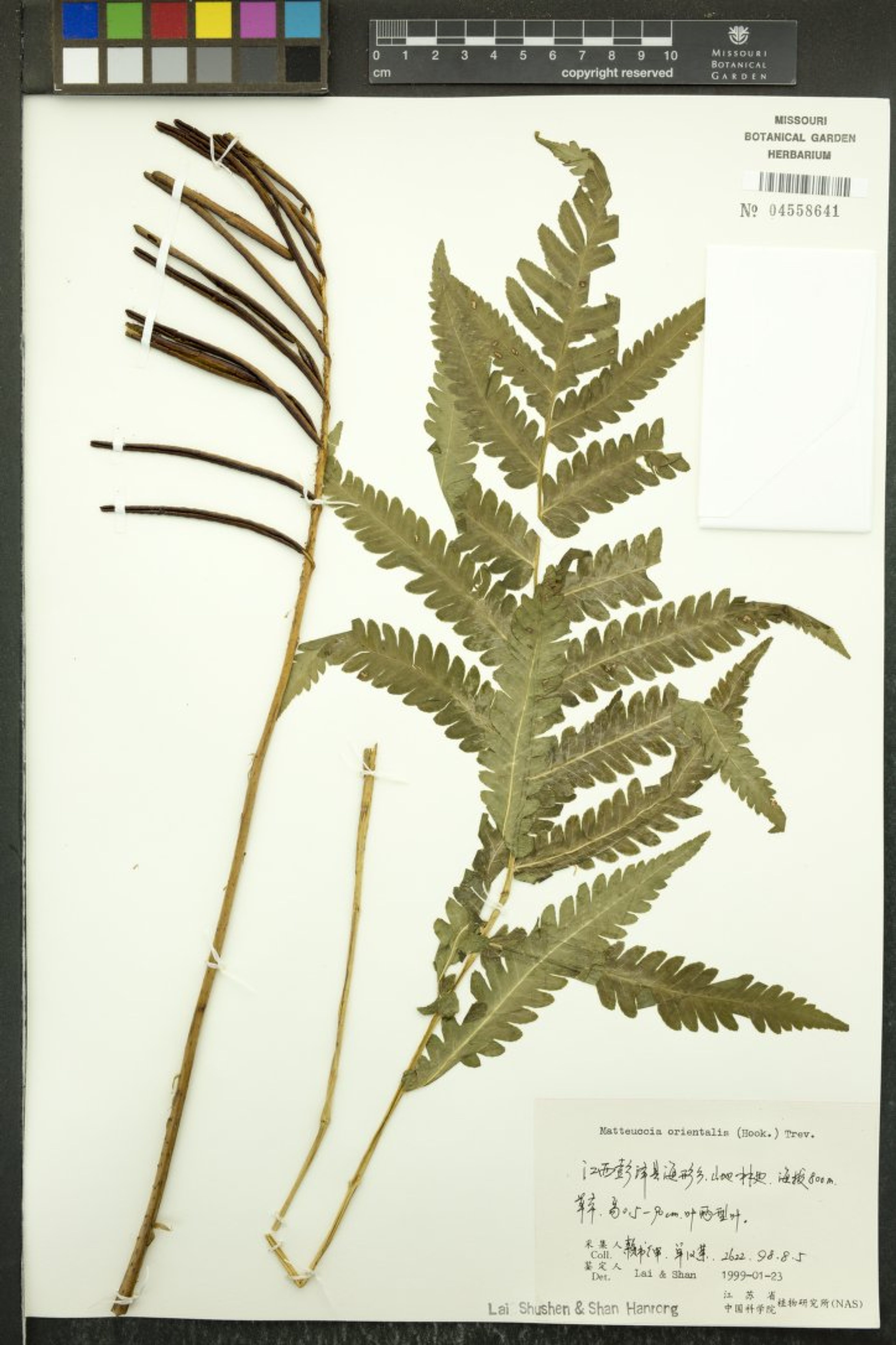 Matteuccia orientalis - 71