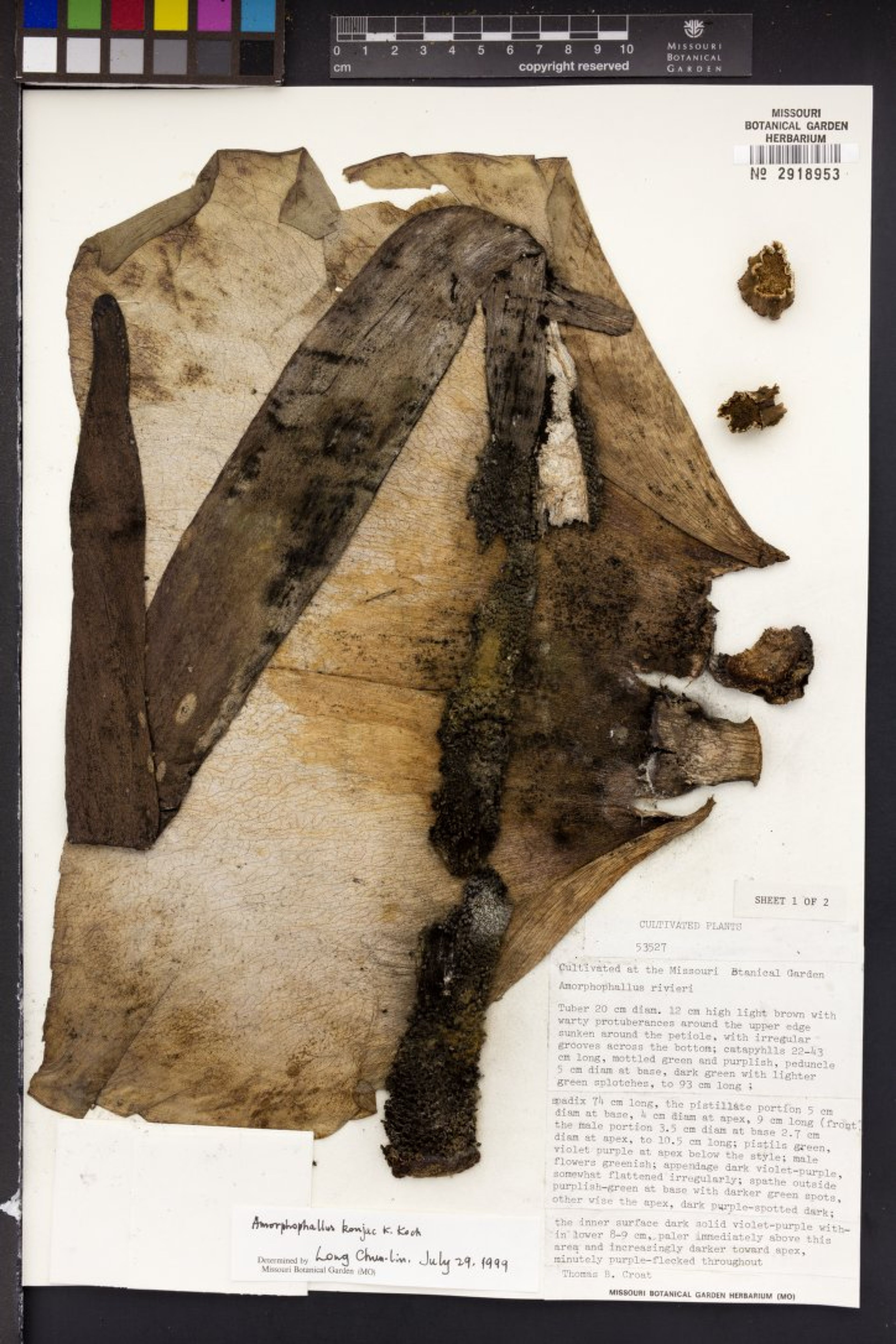 Amorphophallus konjac - 24