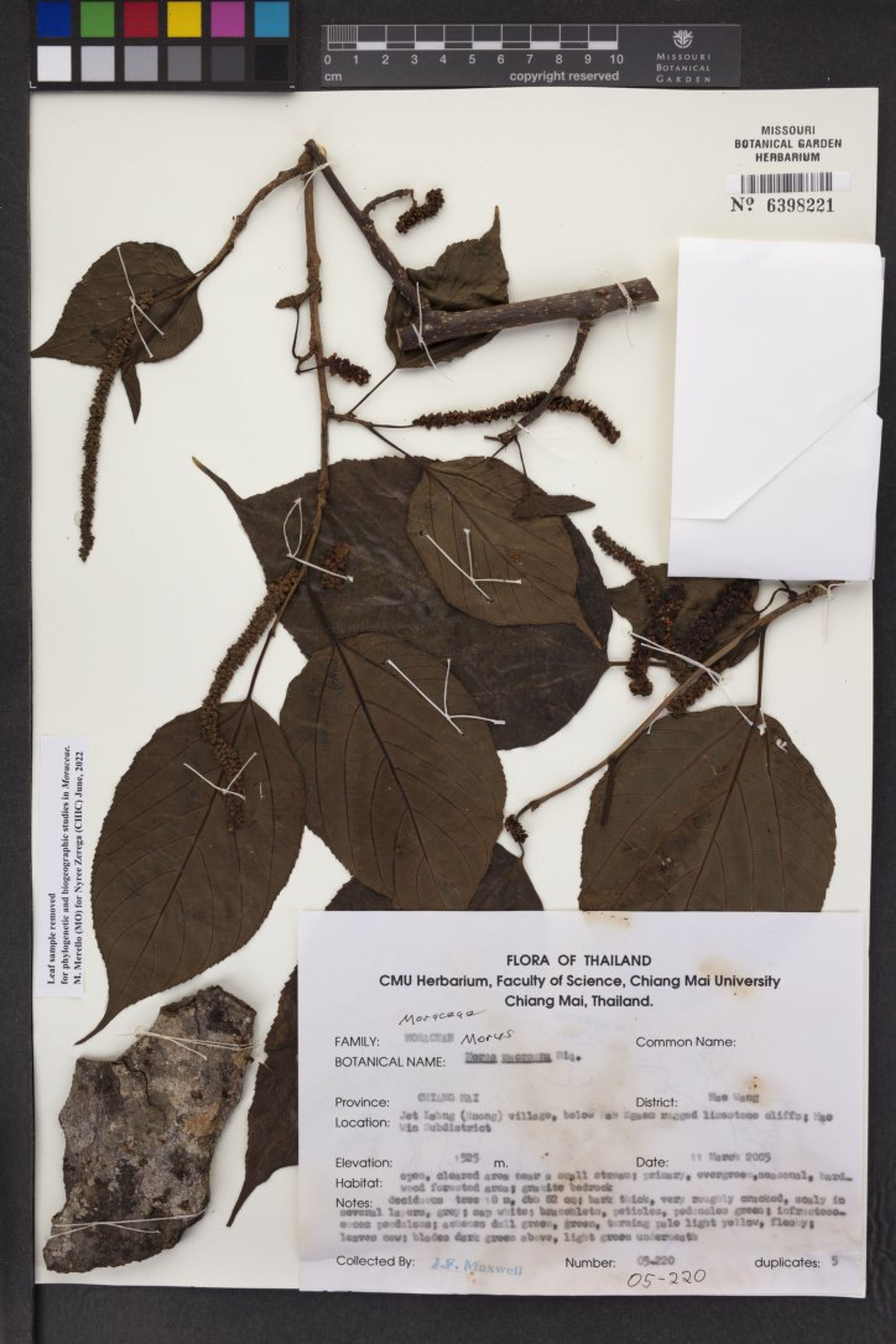 Morus macroura - 36