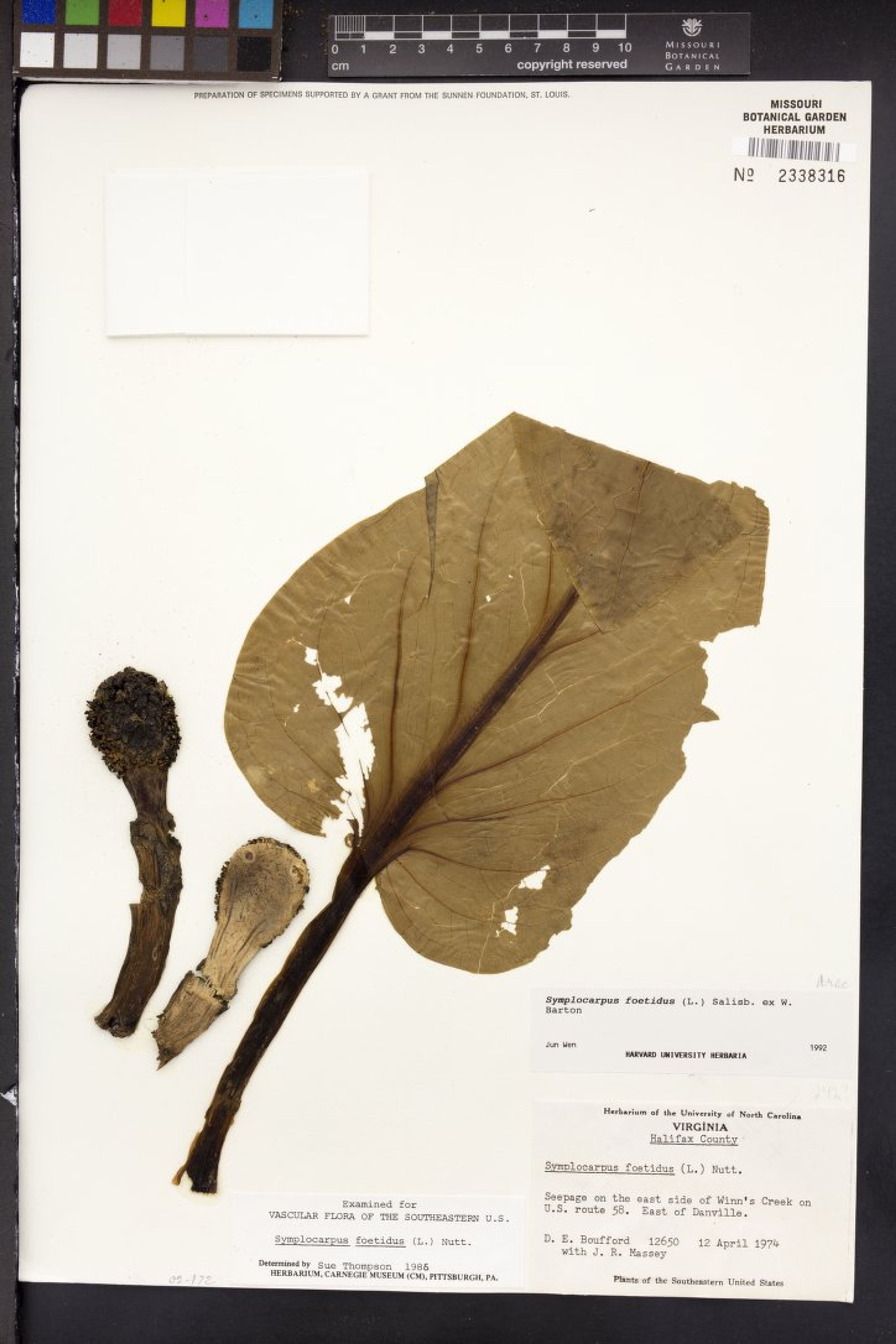 Symplocarpus foetidus - 14