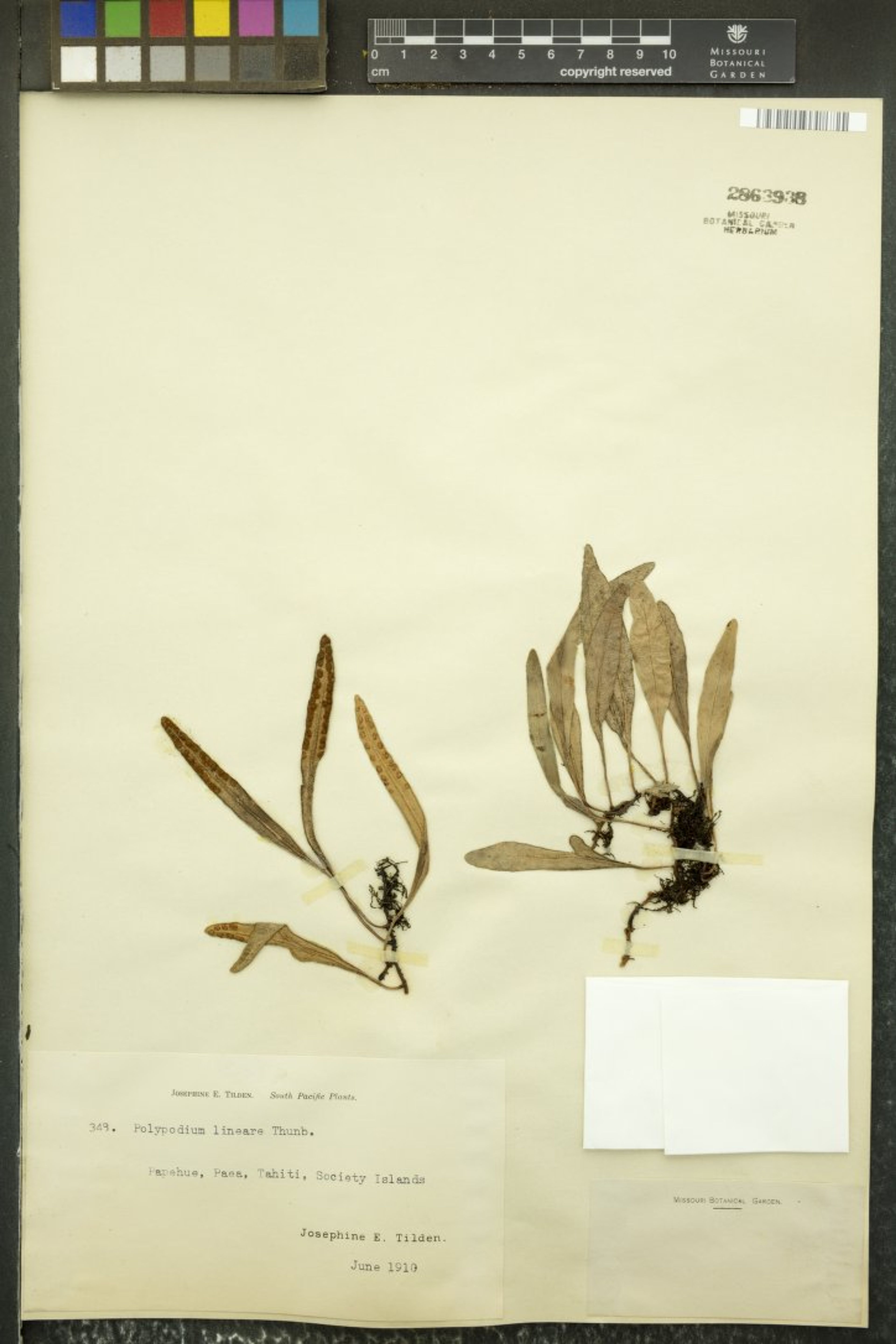 Polypodium lineare - 14