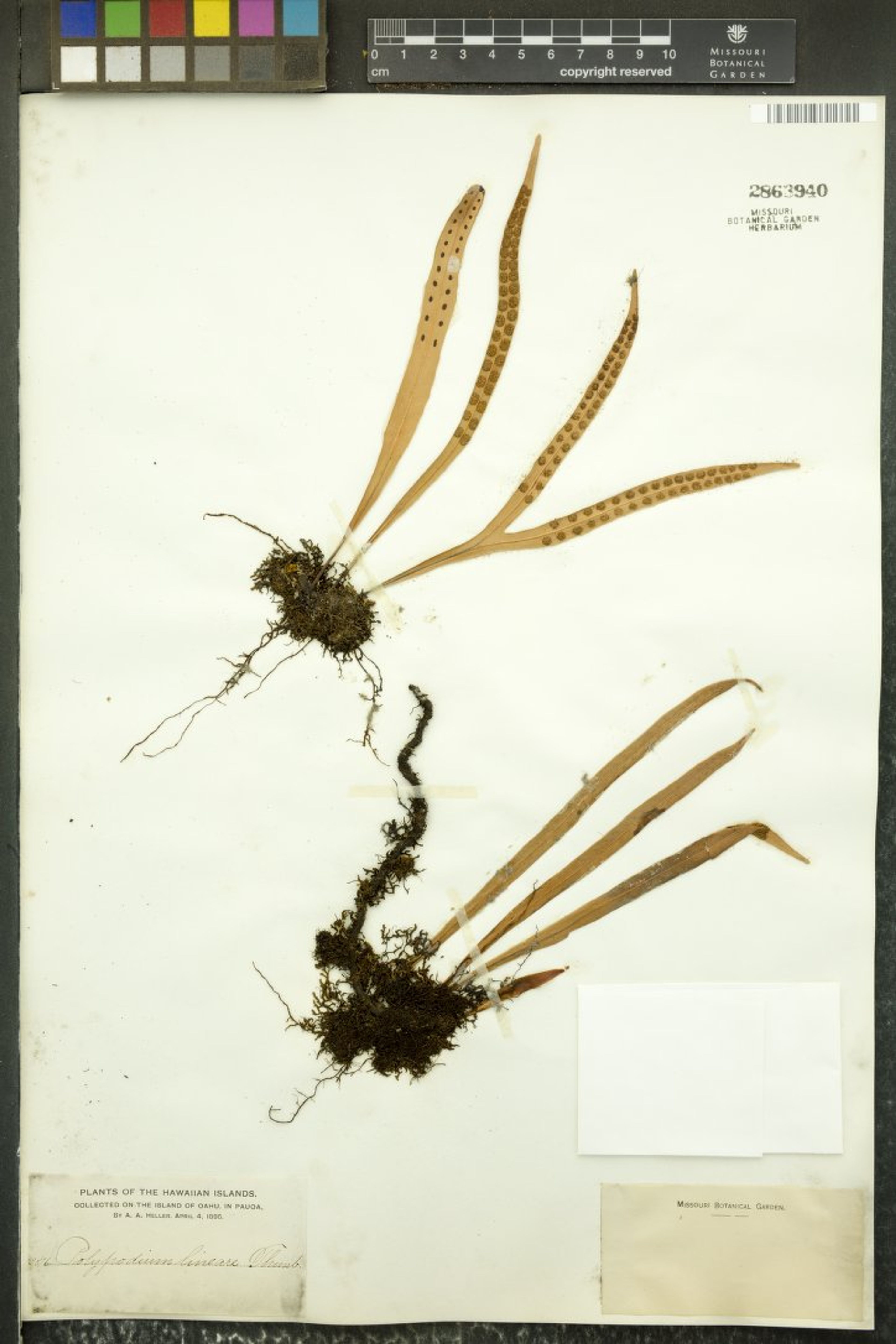 Polypodium lineare - 20
