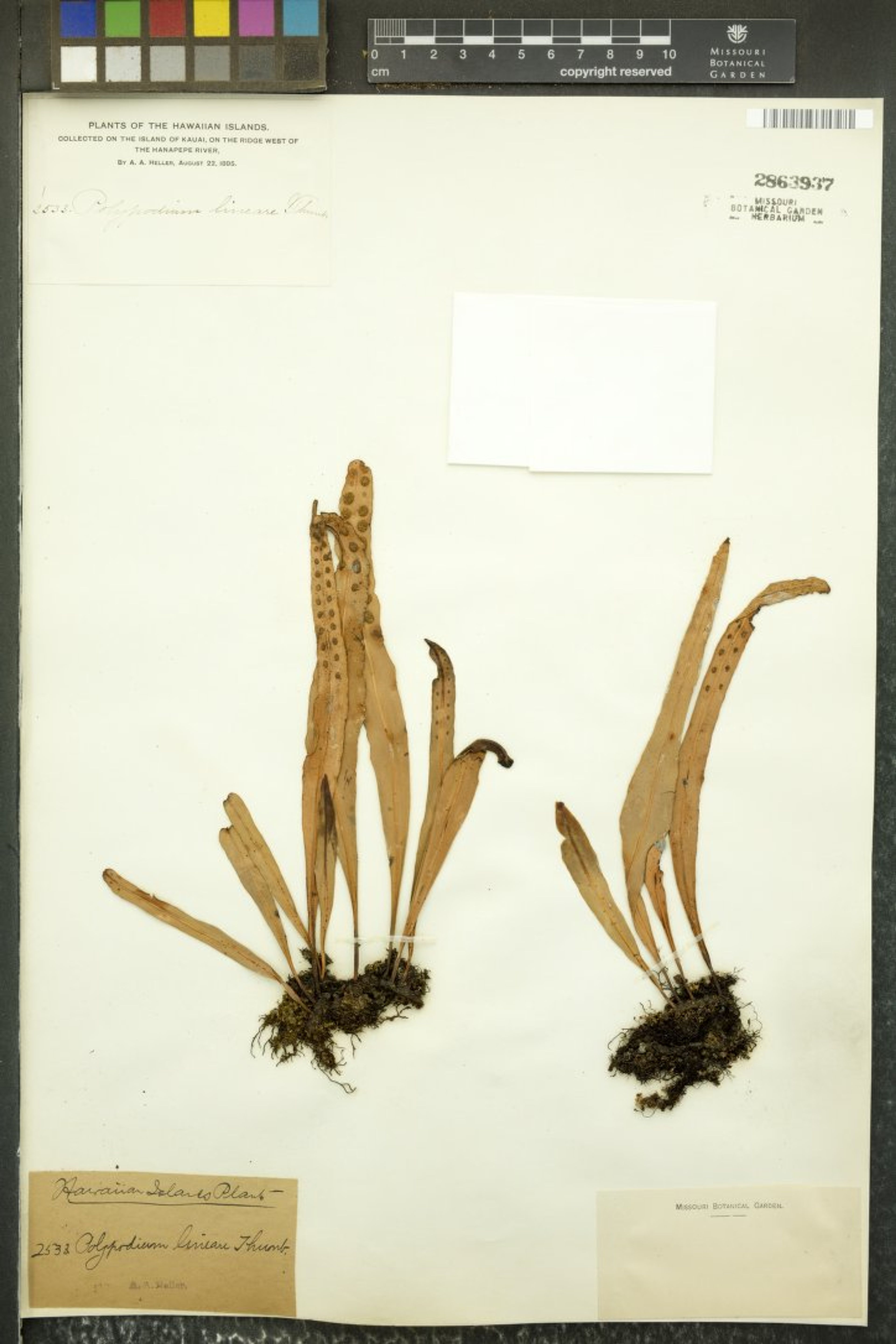 Polypodium lineare - 16