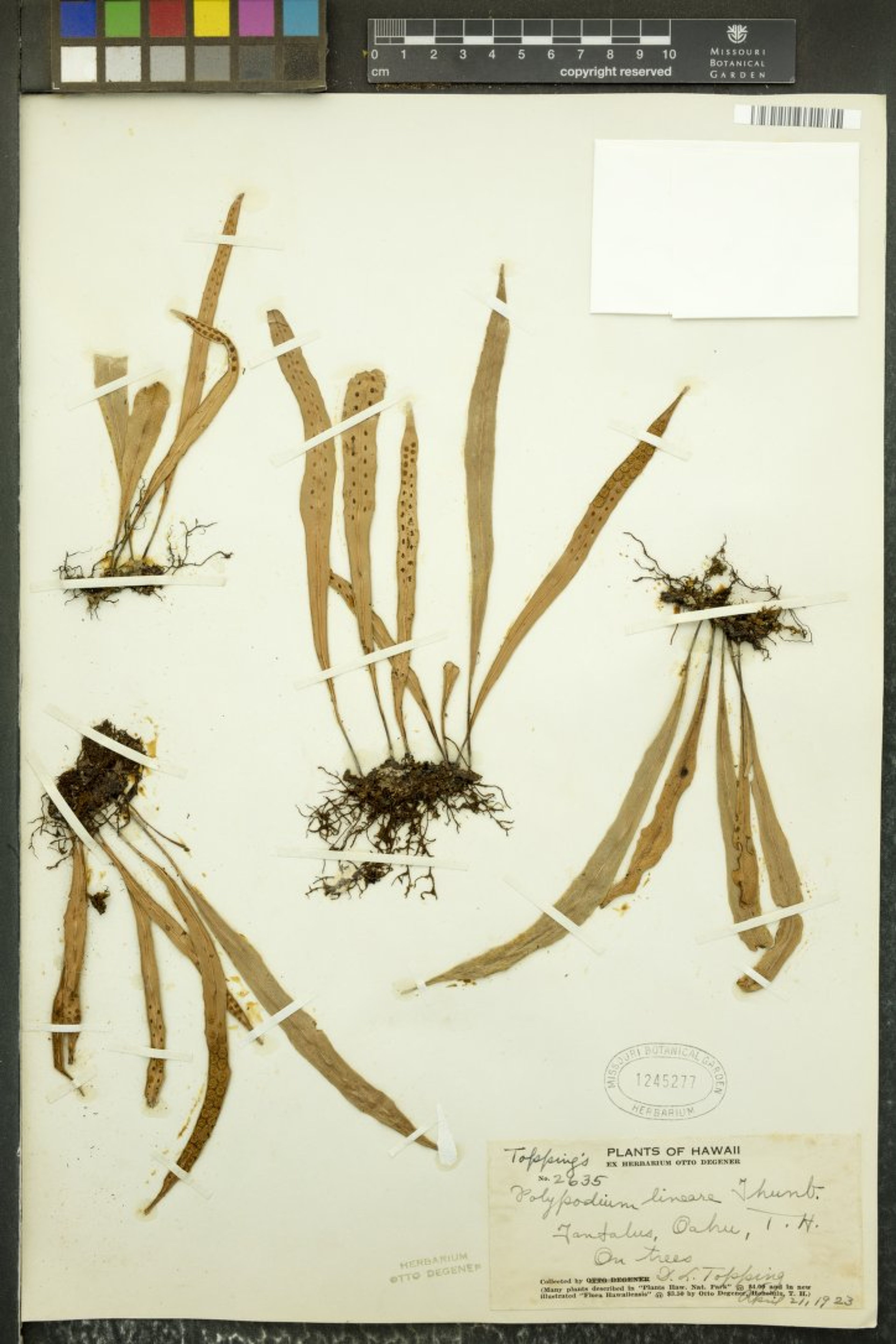 Polypodium lineare - 19