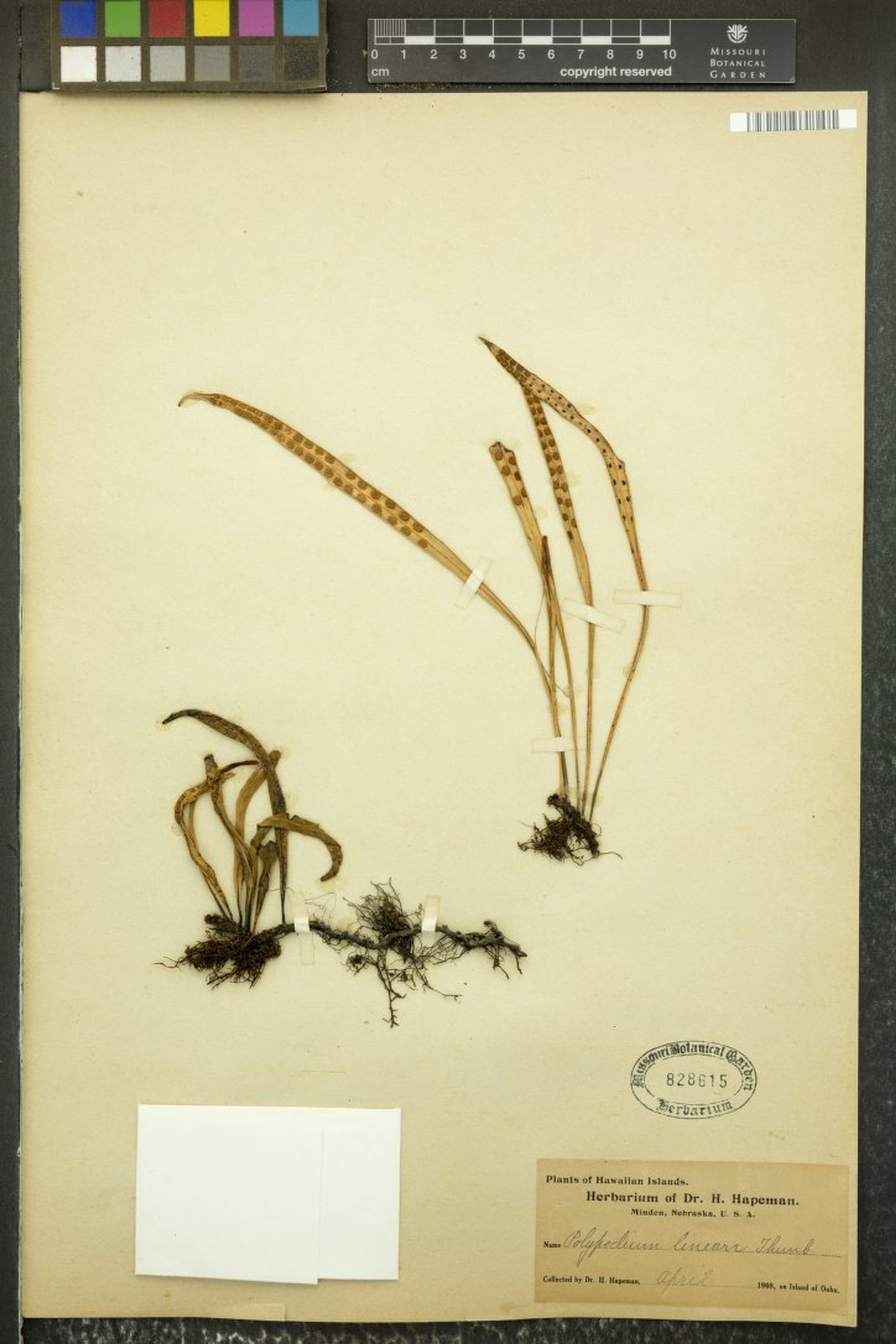 Polypodium lineare - 21