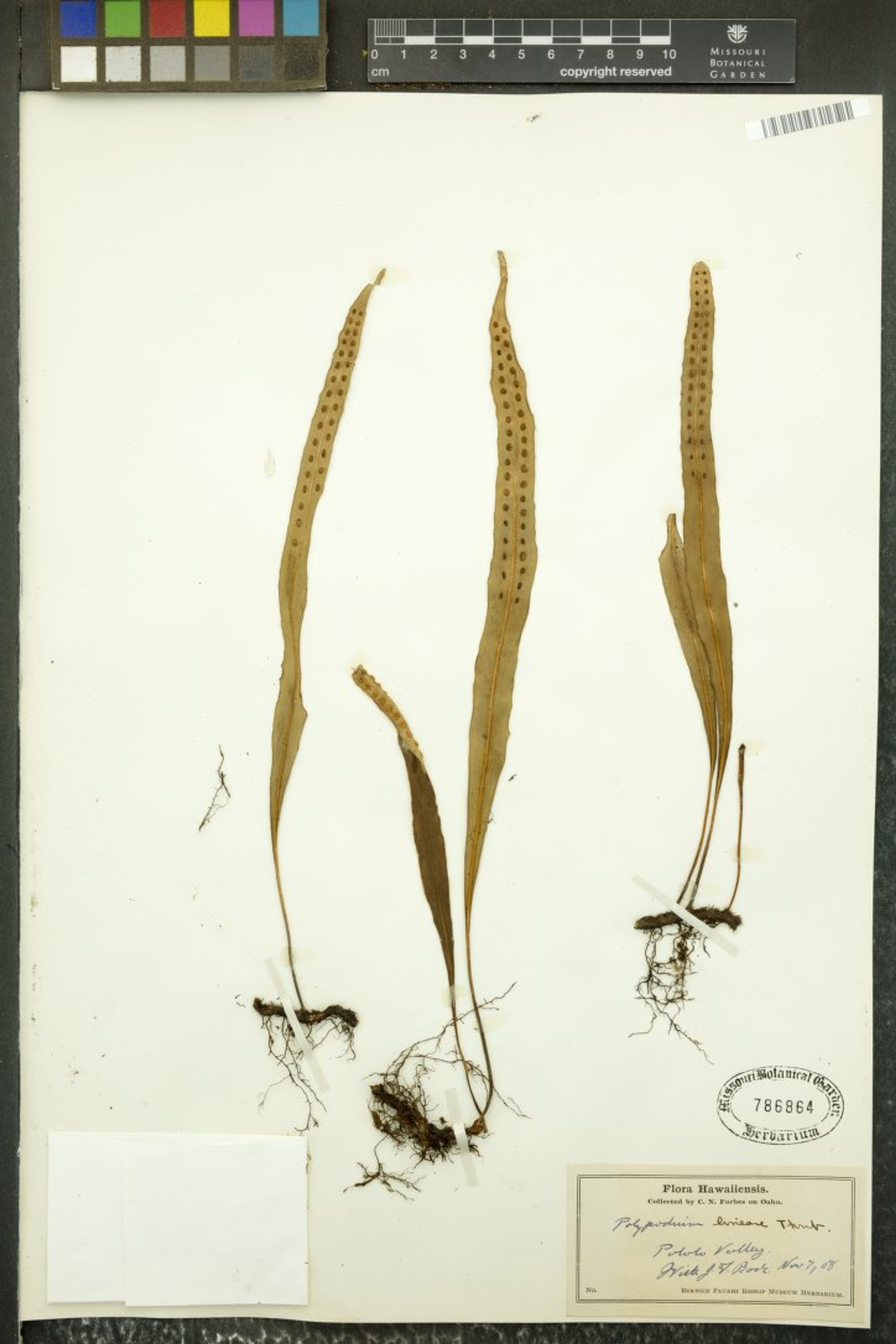 Polypodium lineare - 7