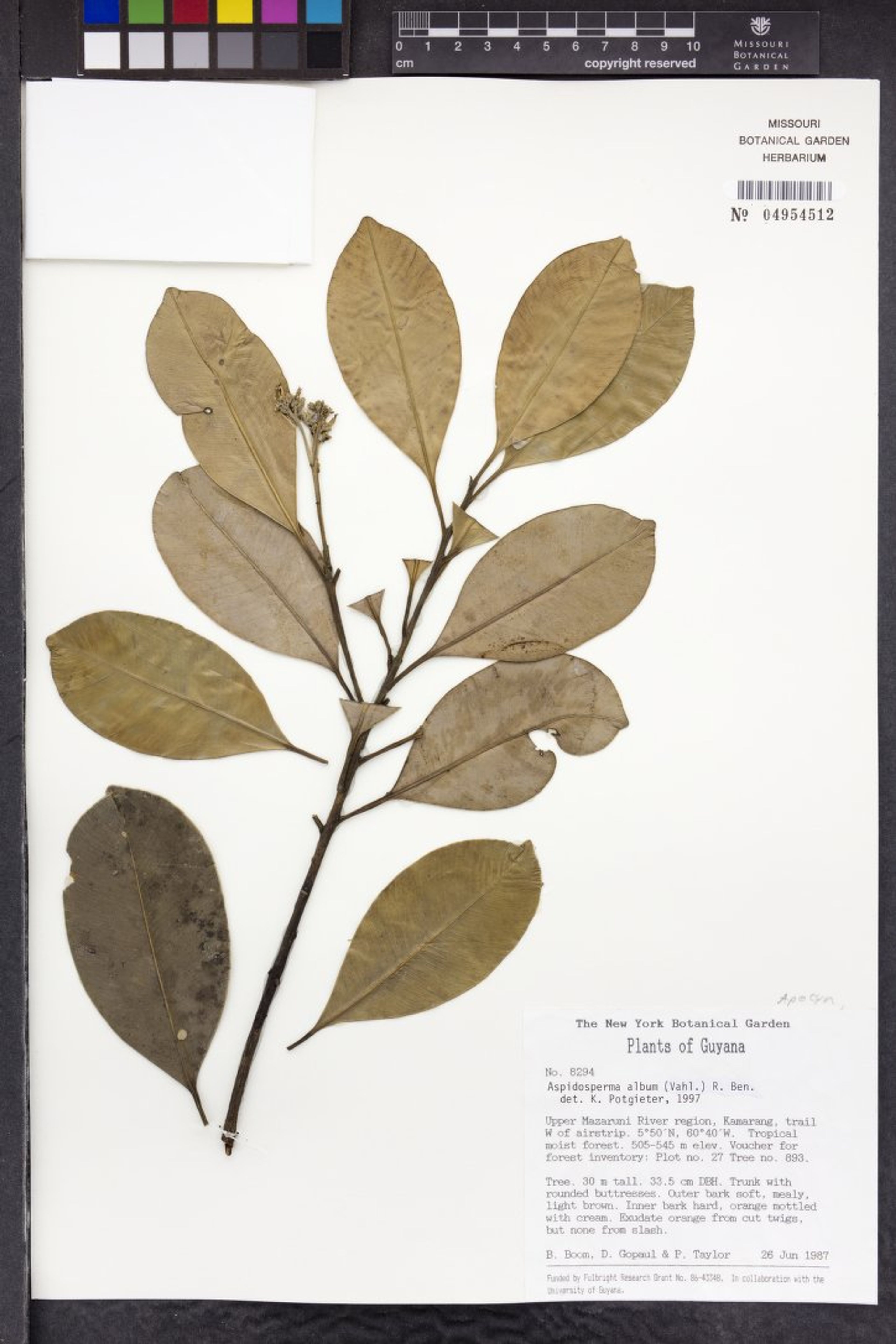 Aspidosperma album - 62