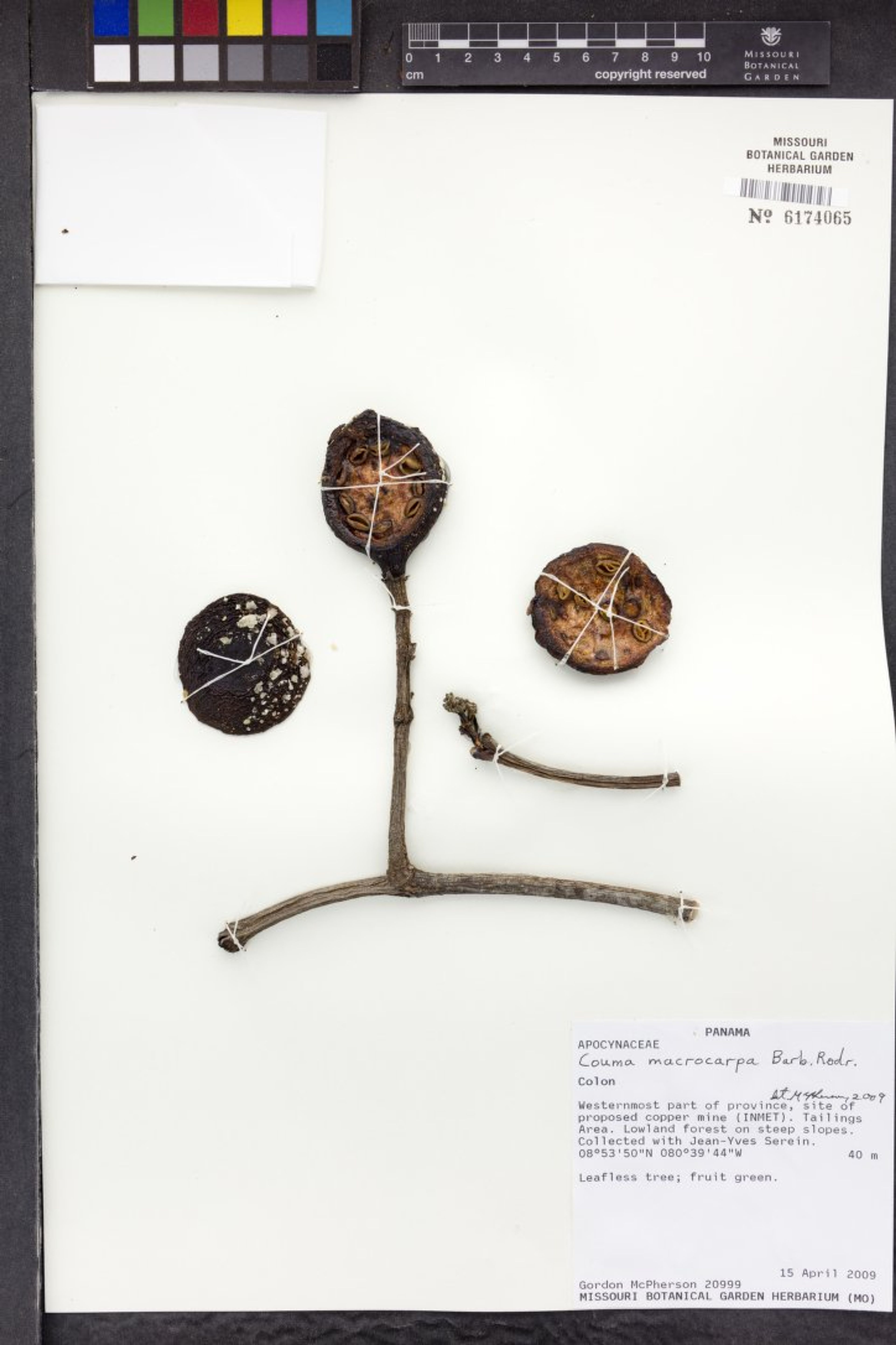 Couma macrocarpa - 56
