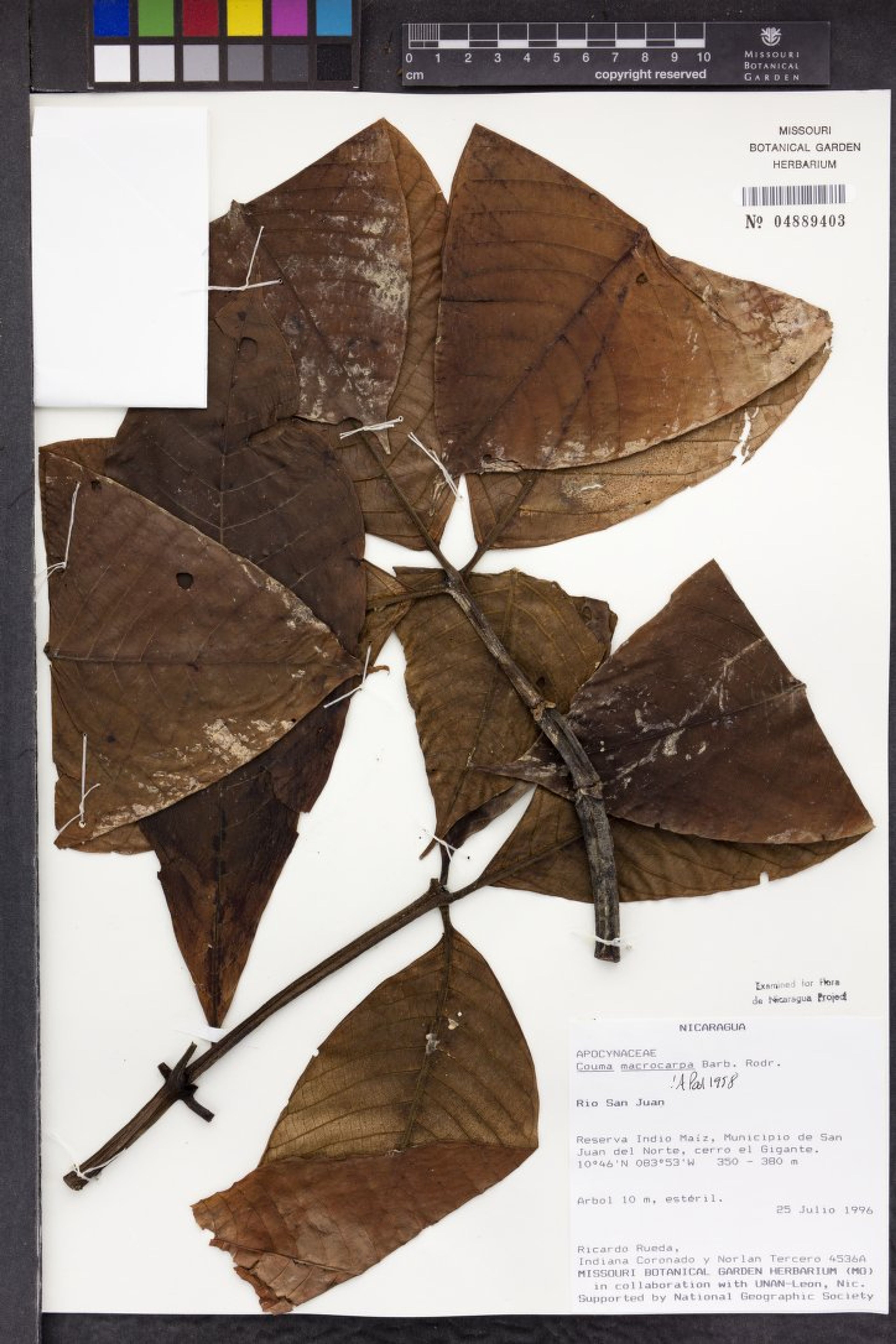 Couma macrocarpa - 25