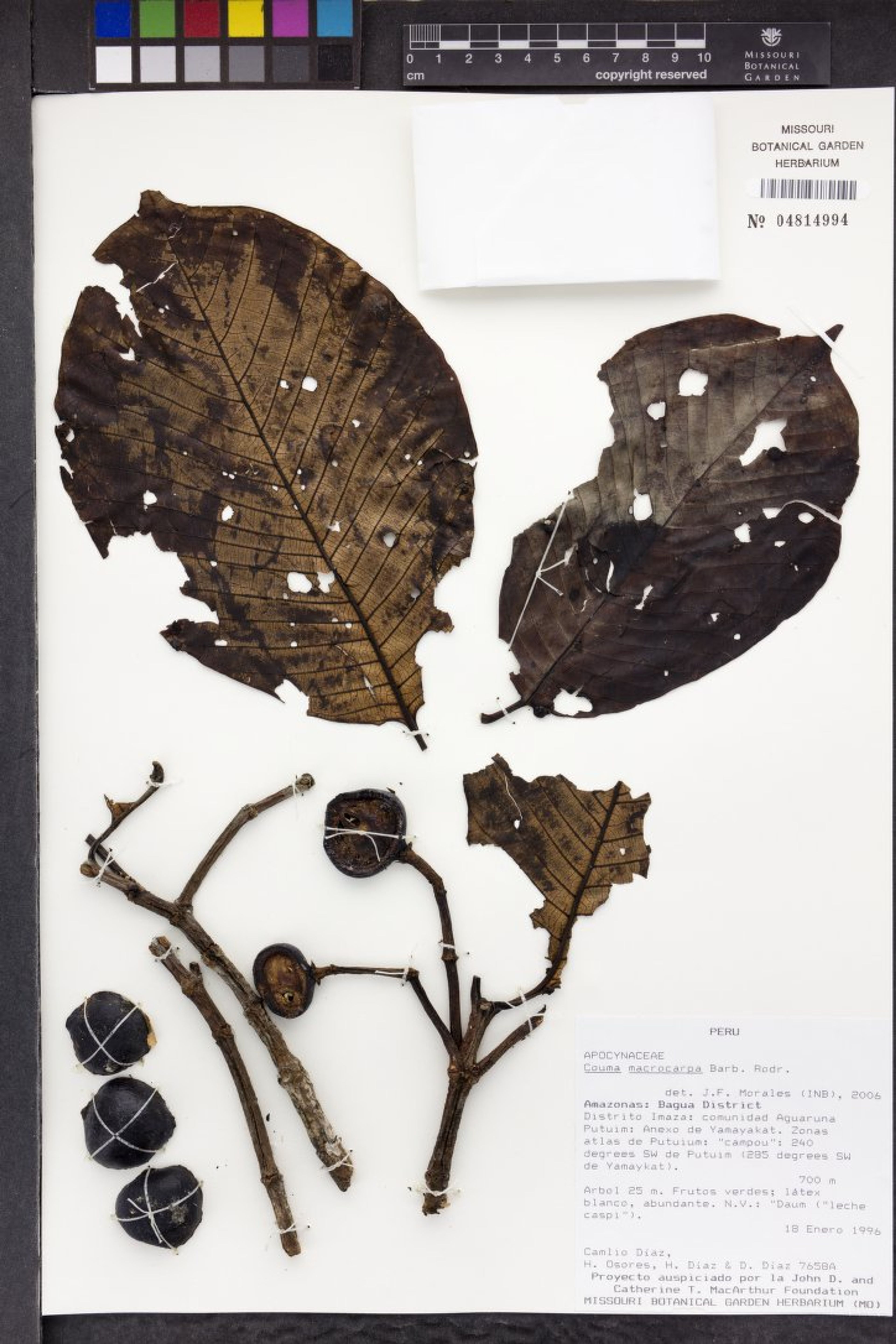 Couma macrocarpa - 61