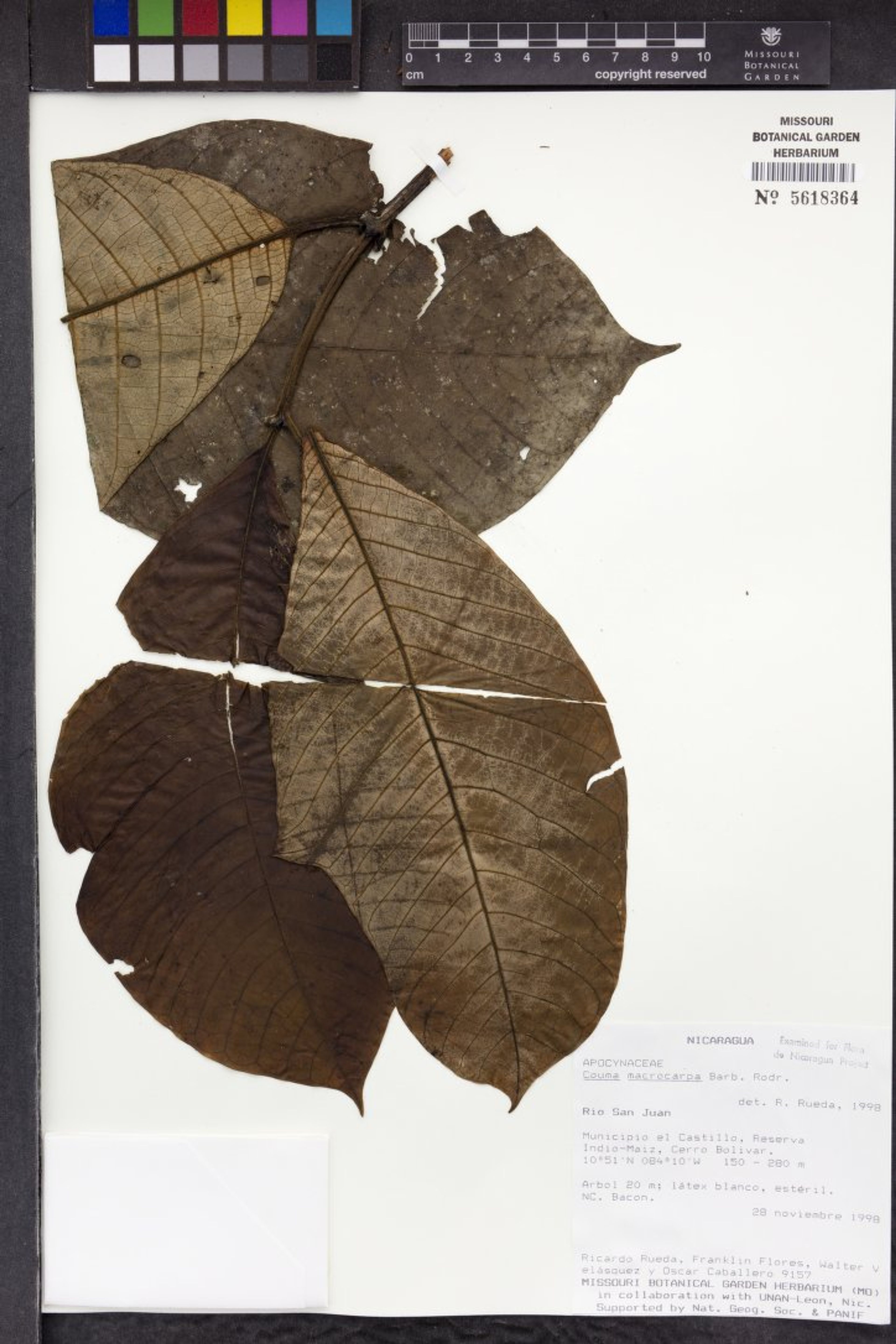 Couma macrocarpa - 78