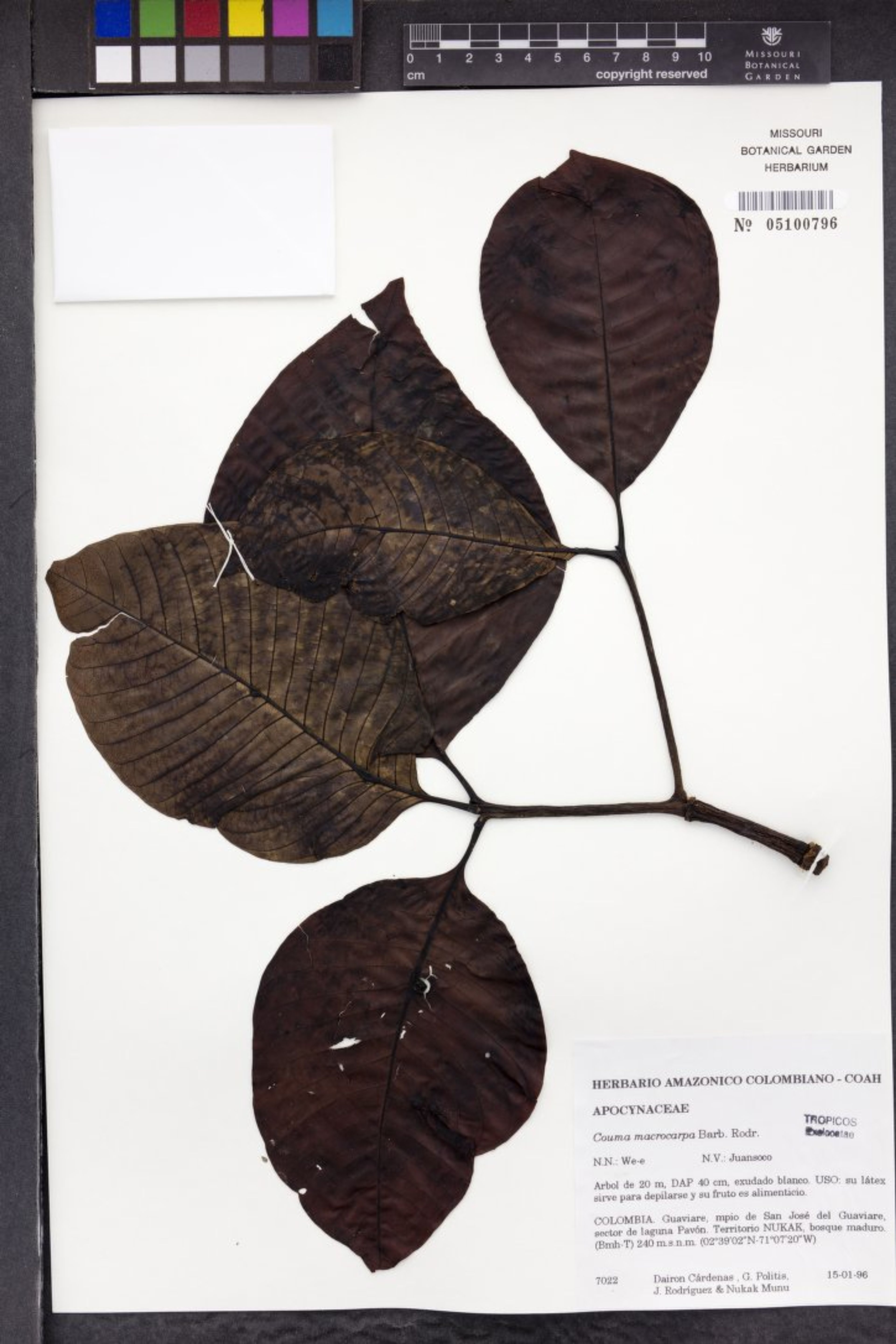 Couma macrocarpa - 10