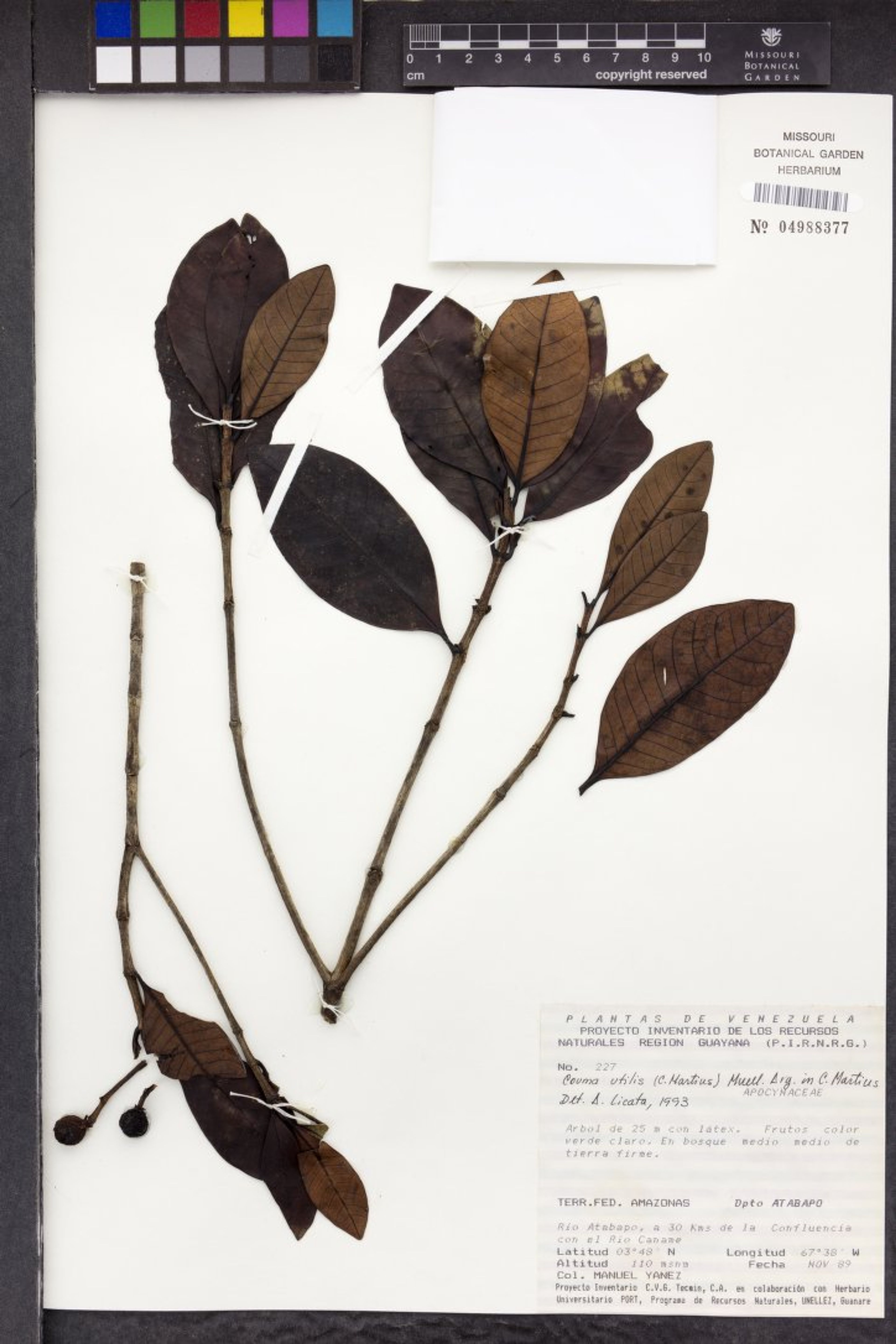 Couma utilis - 91
