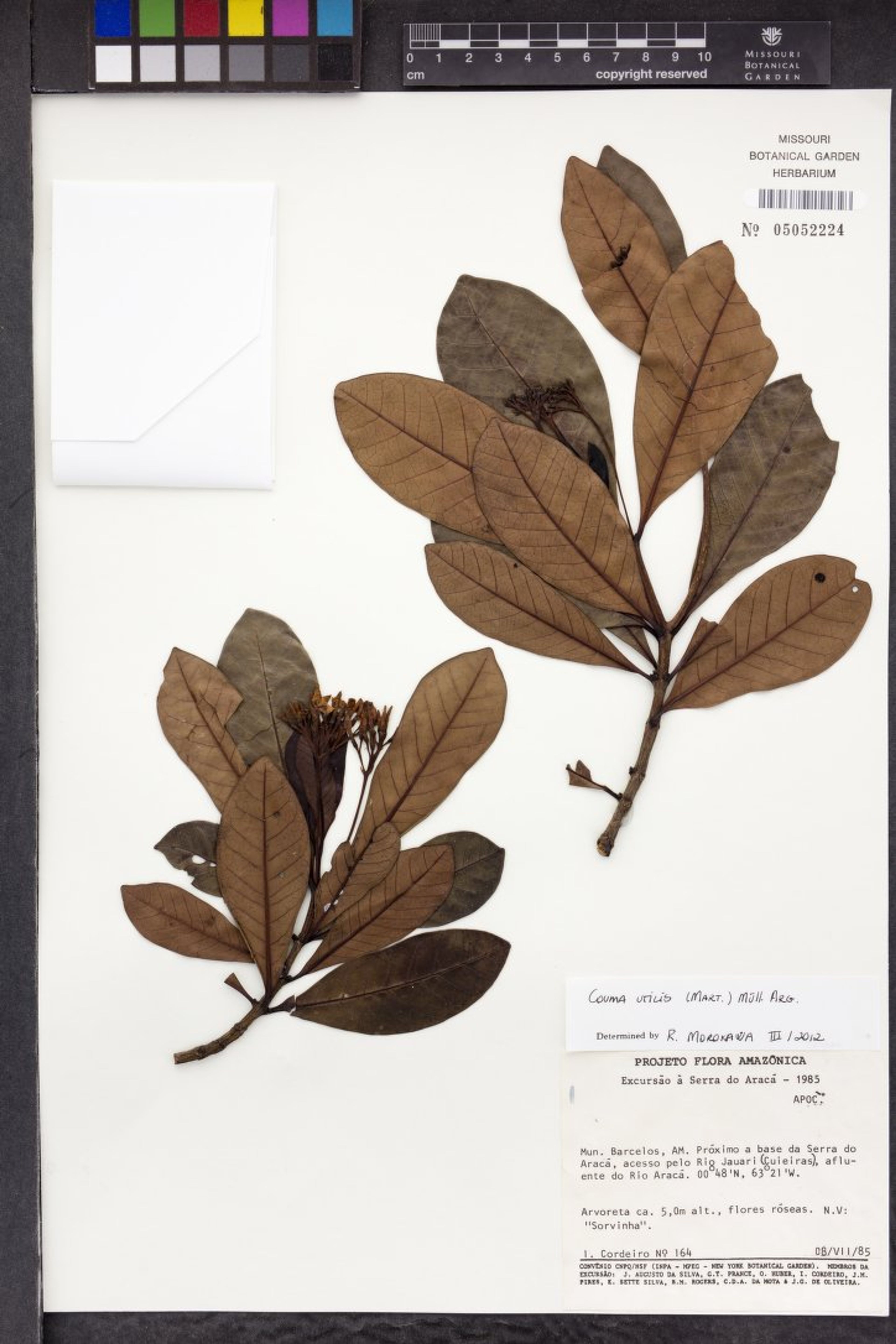 Couma utilis - 75