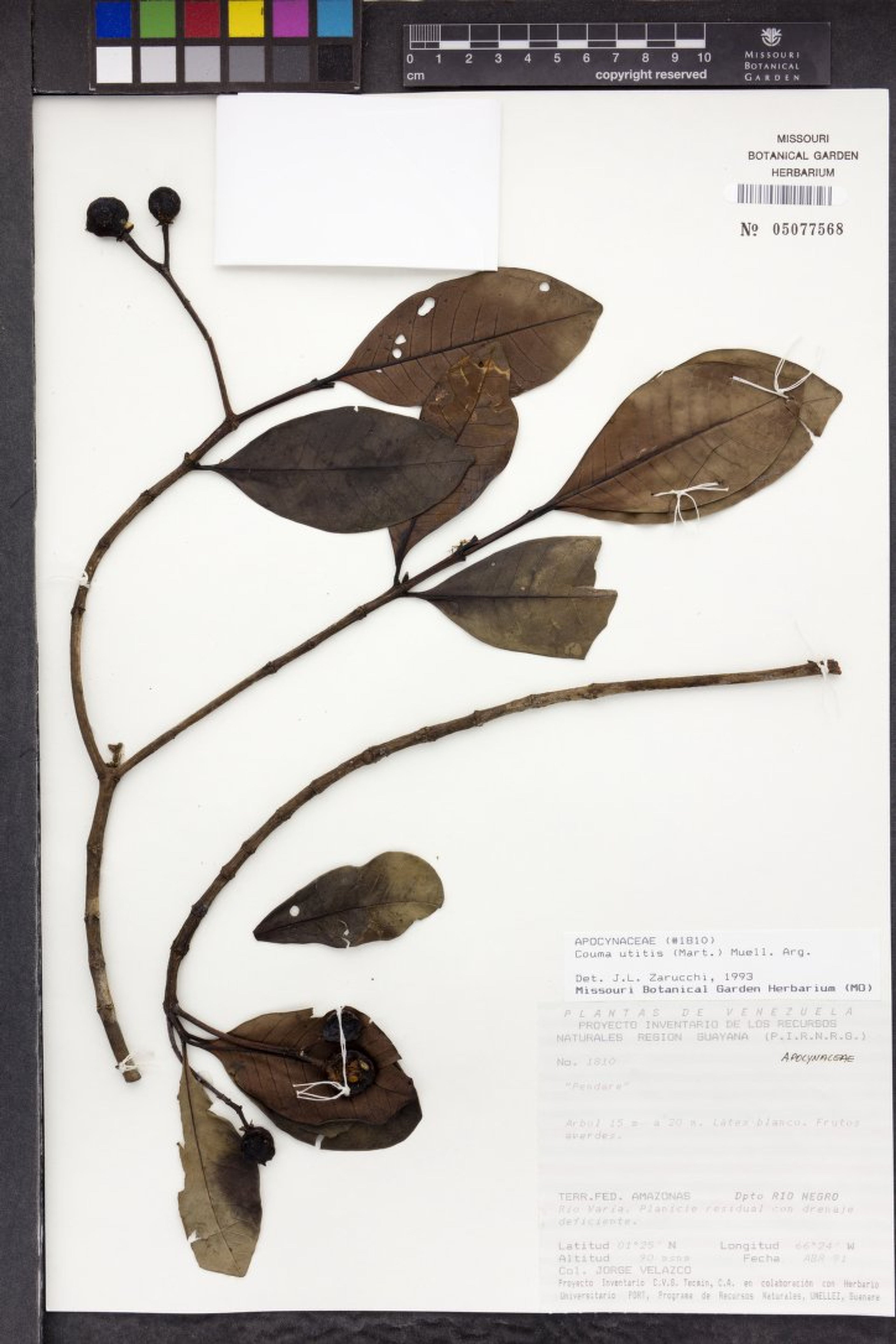 Couma utilis - 25