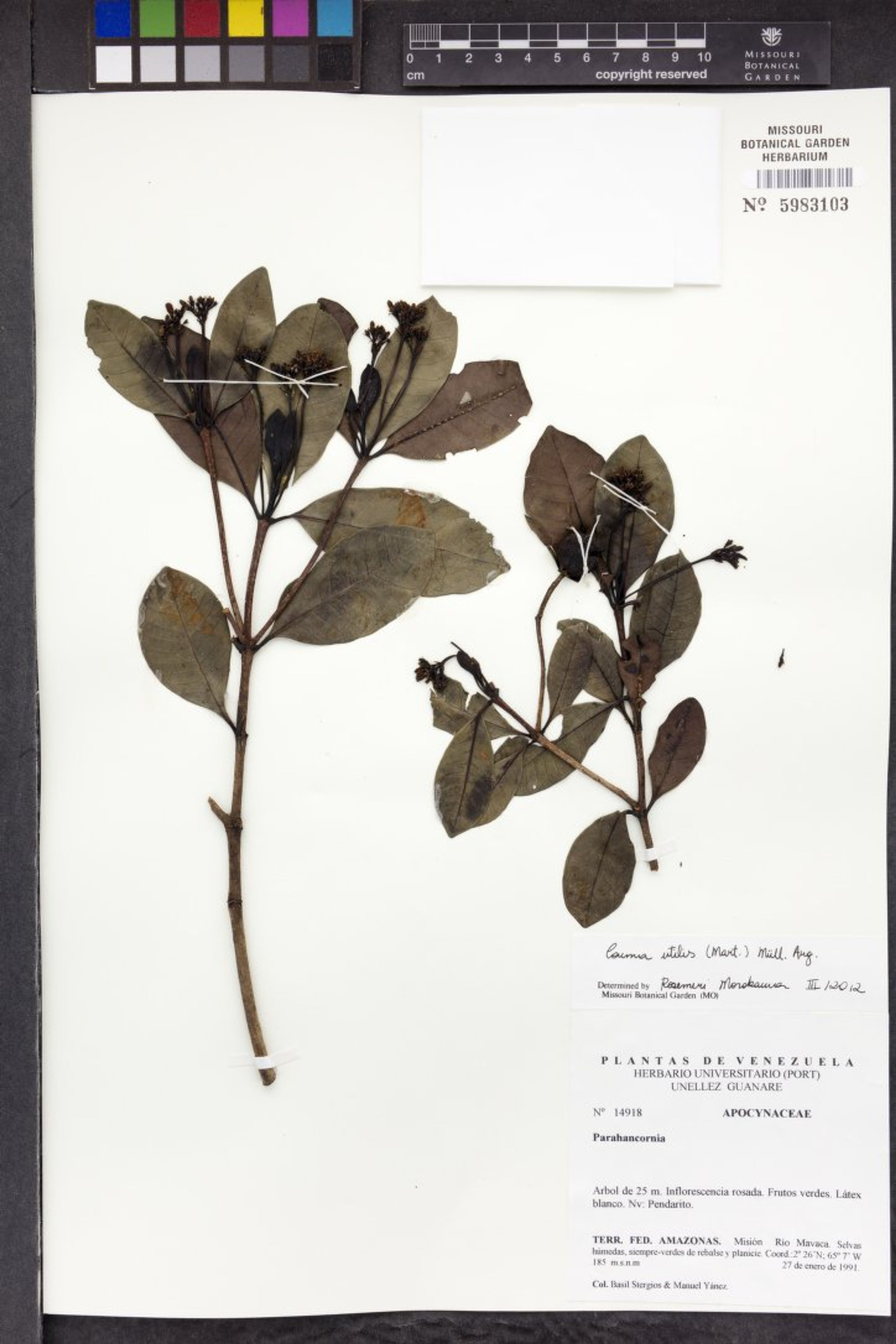 Couma utilis - 74