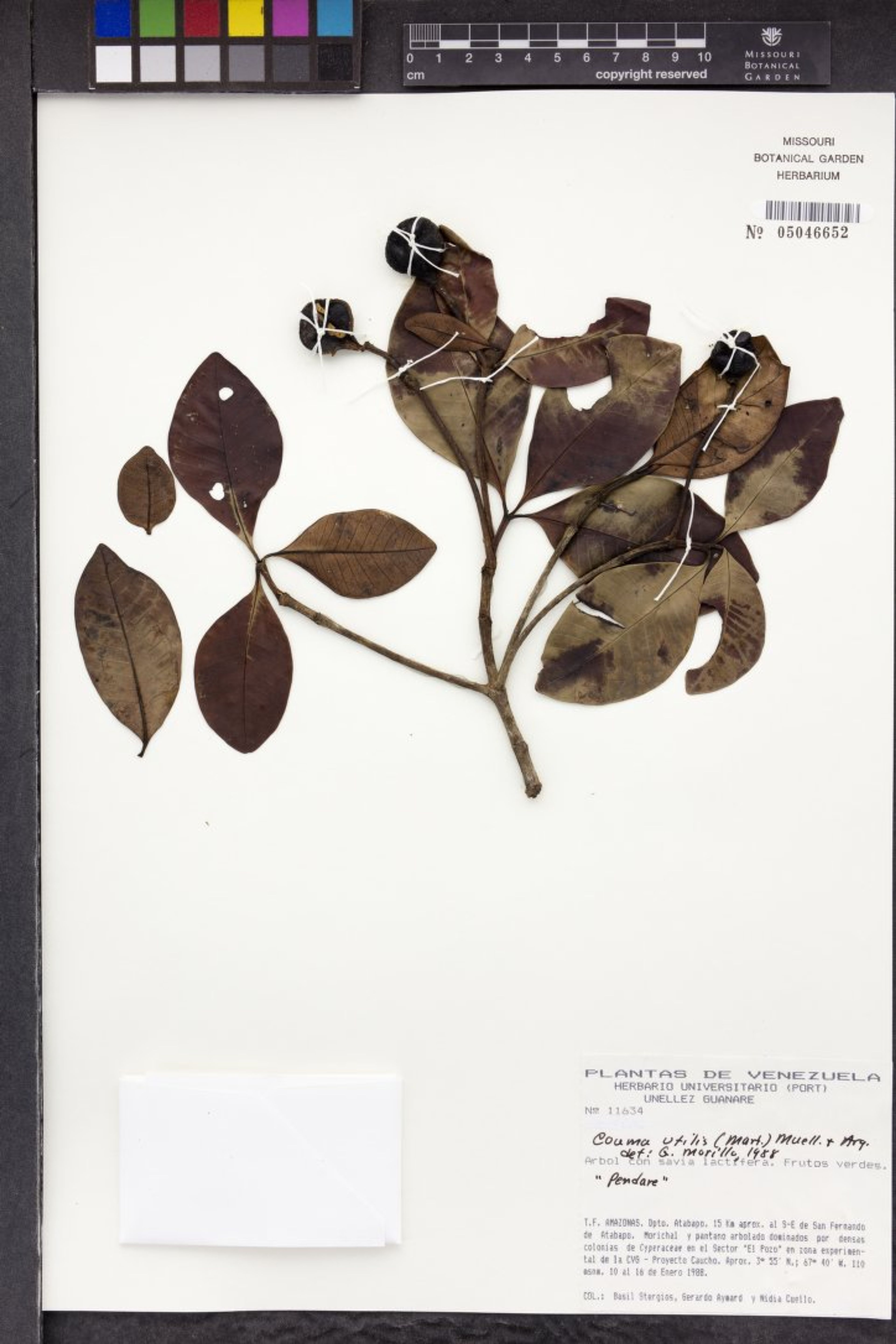 Couma utilis - 39