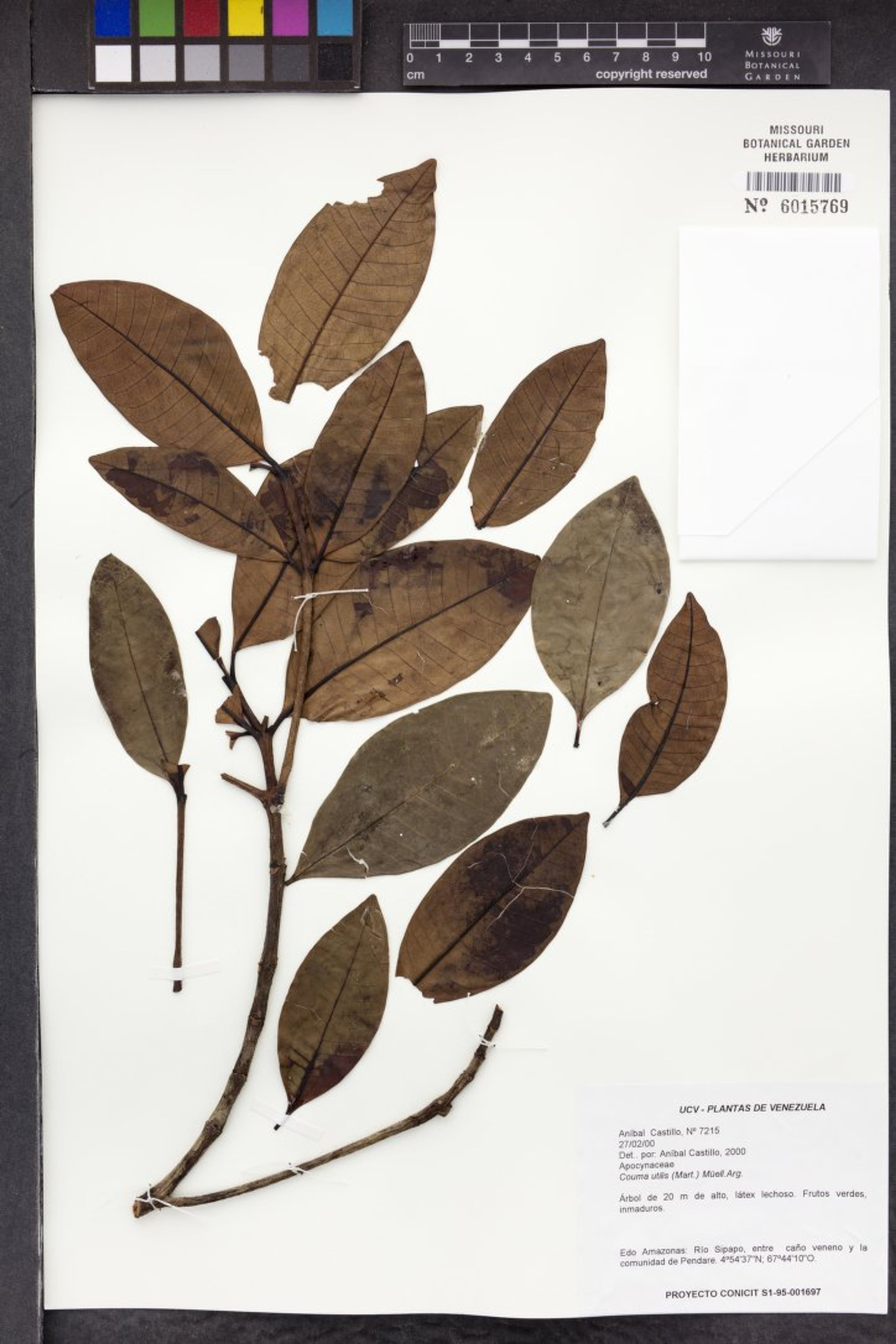 Couma utilis - 17