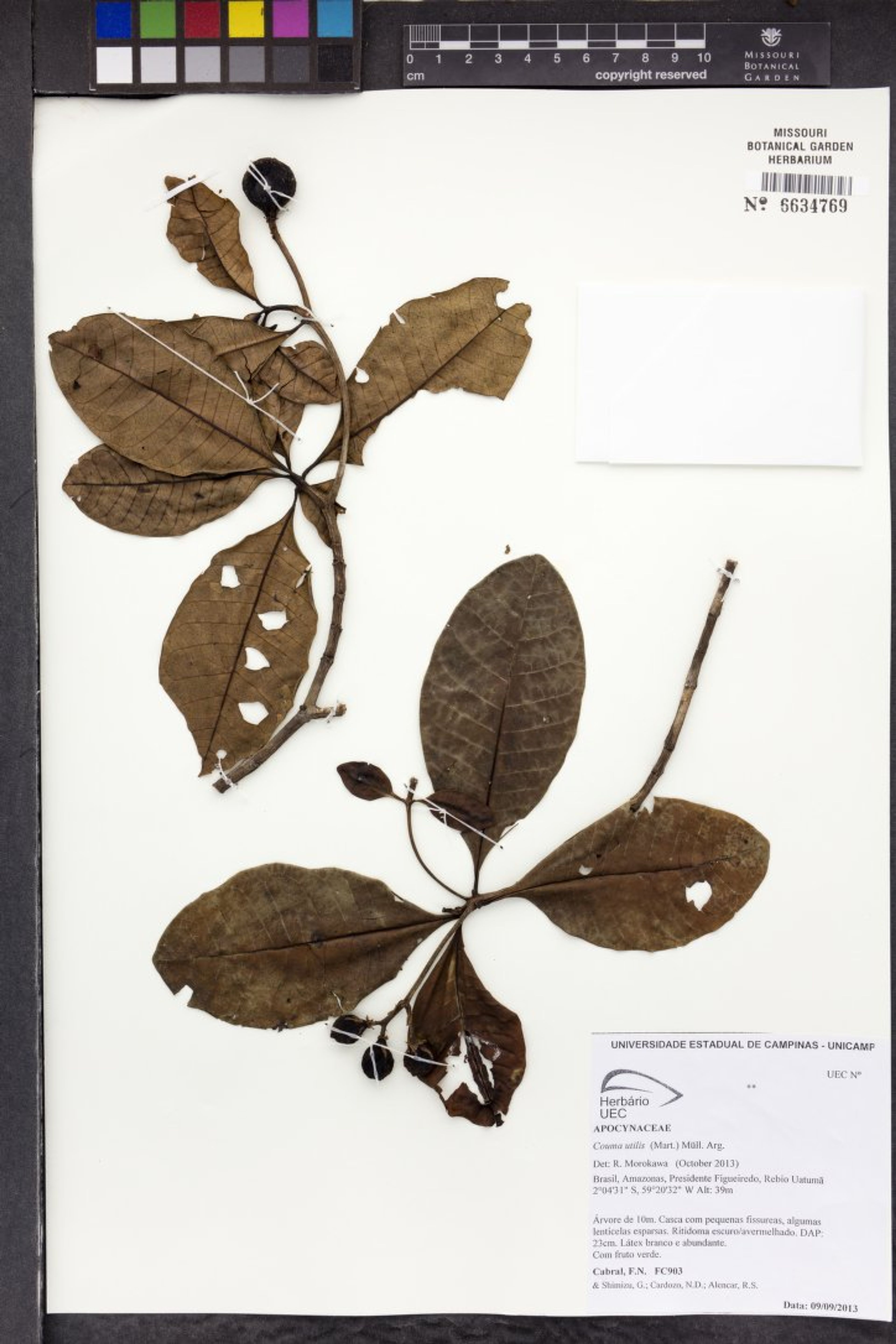 Couma utilis - 14