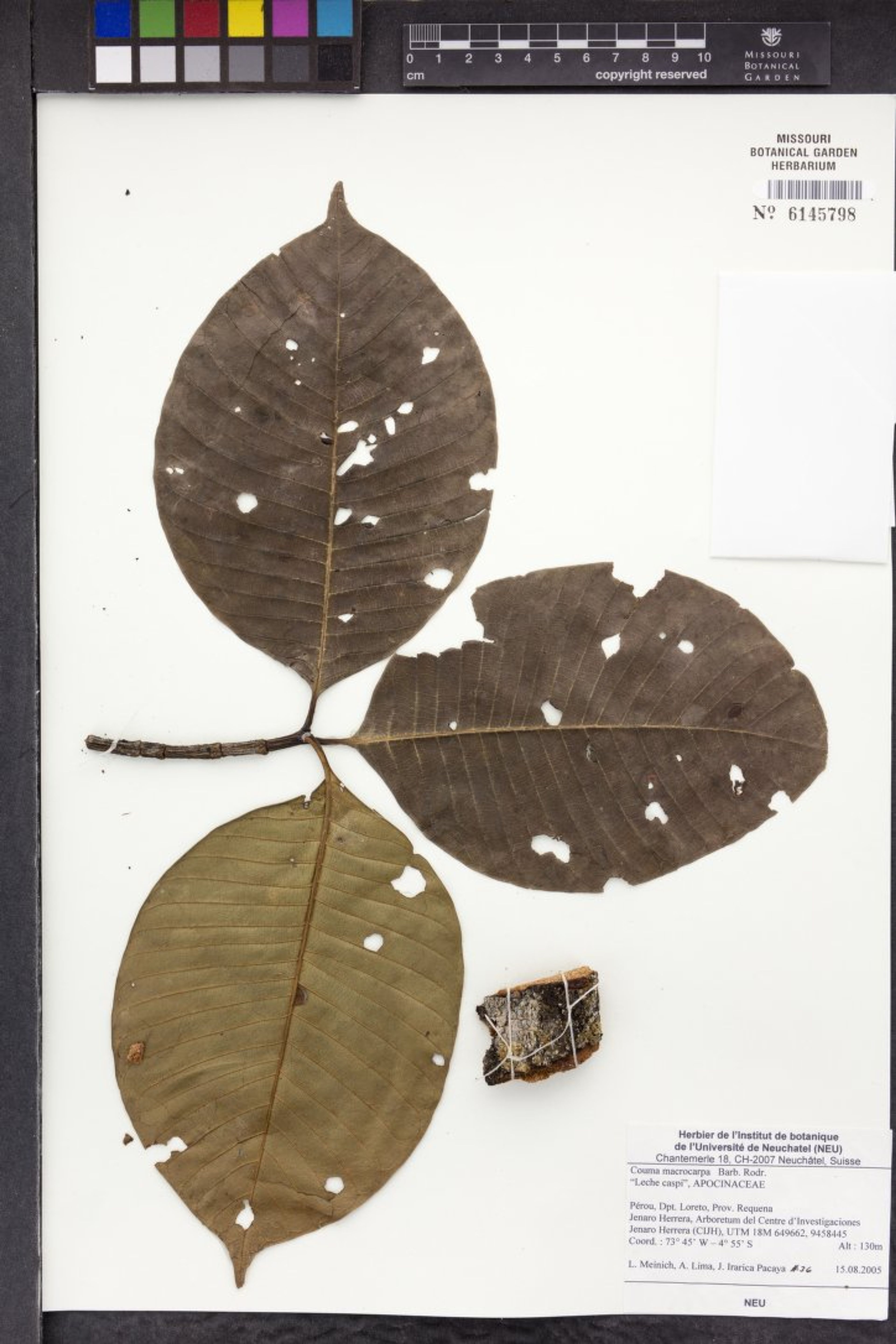 Couma macrocarpa - 17