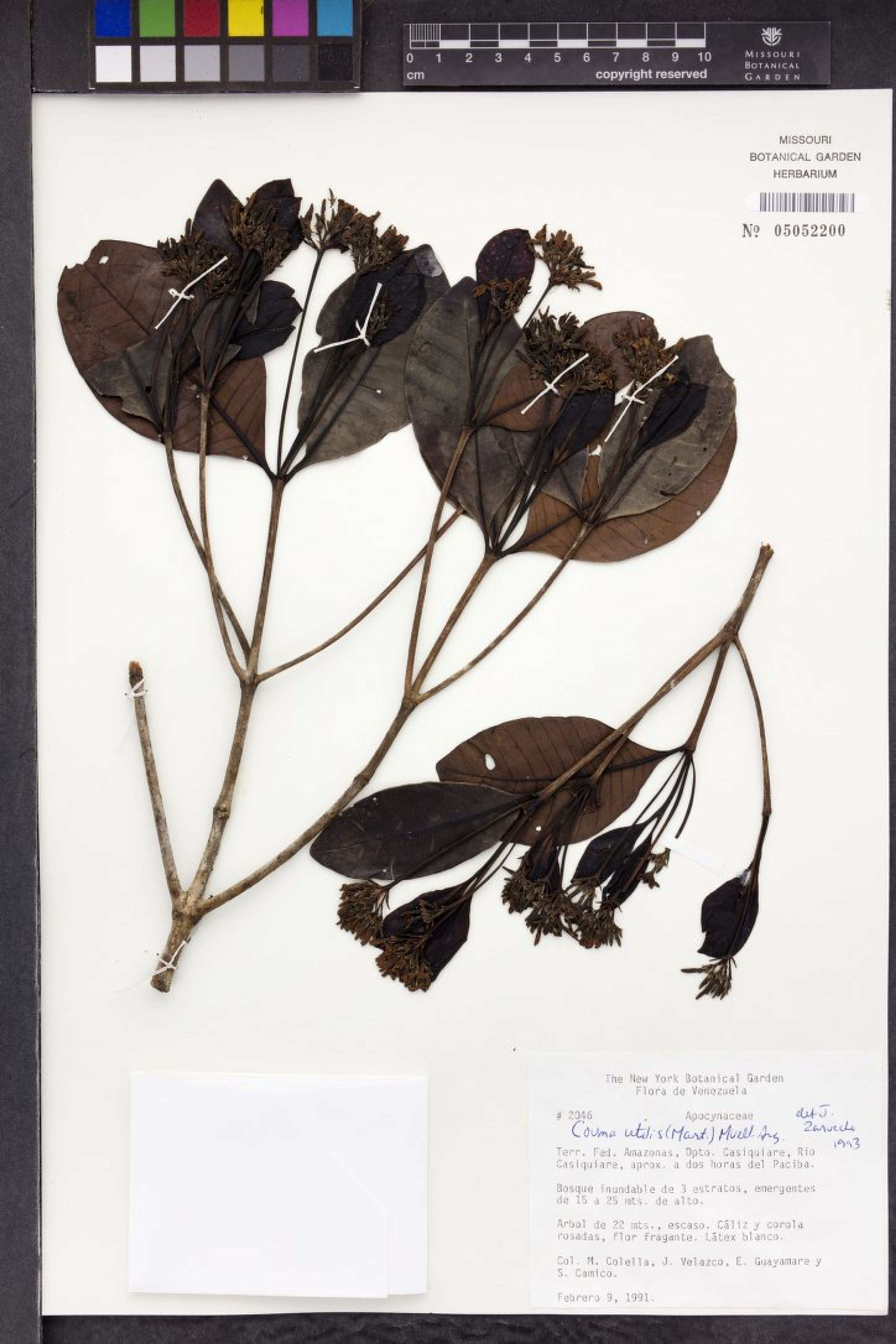 Couma utilis - 35