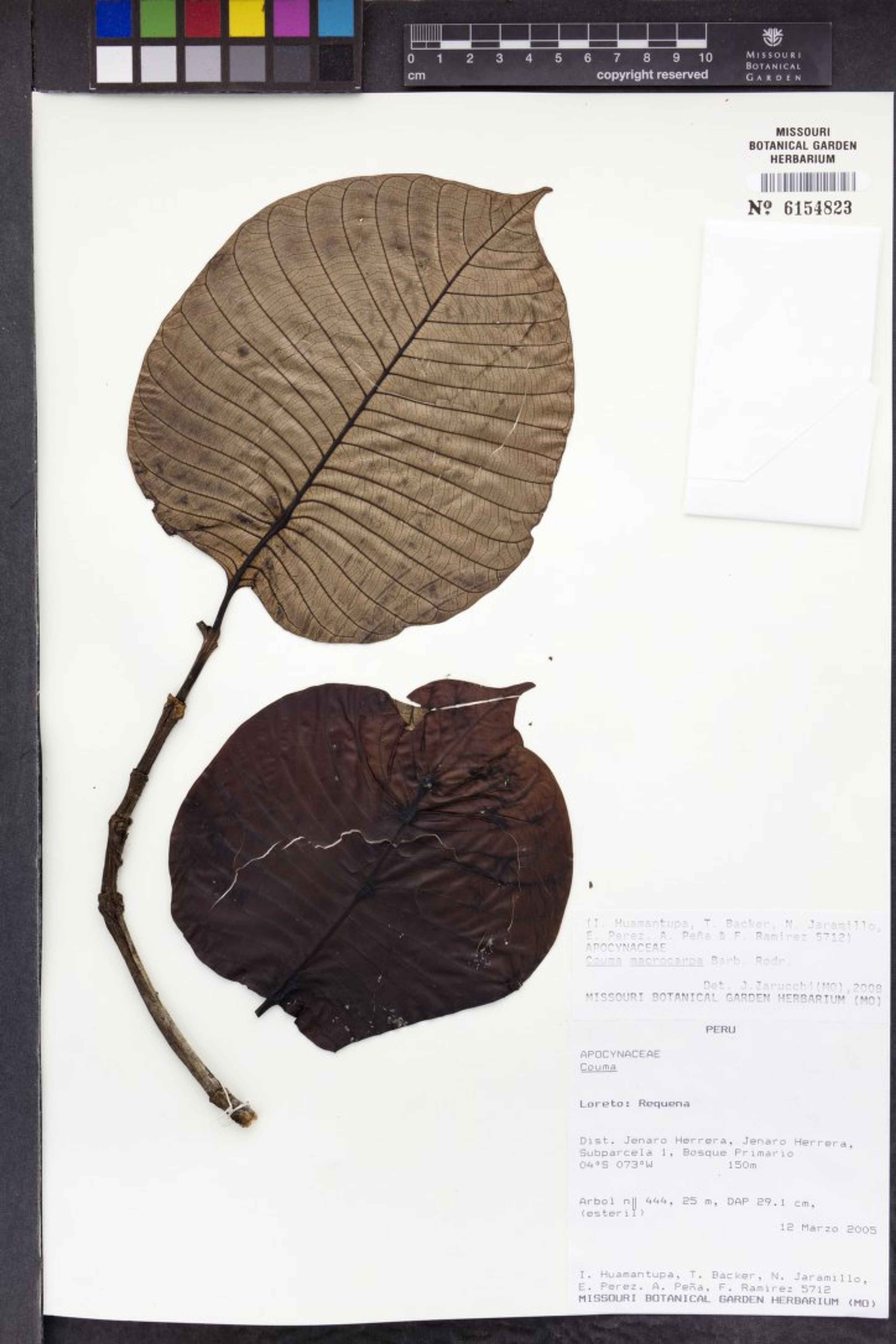 Couma macrocarpa - 6