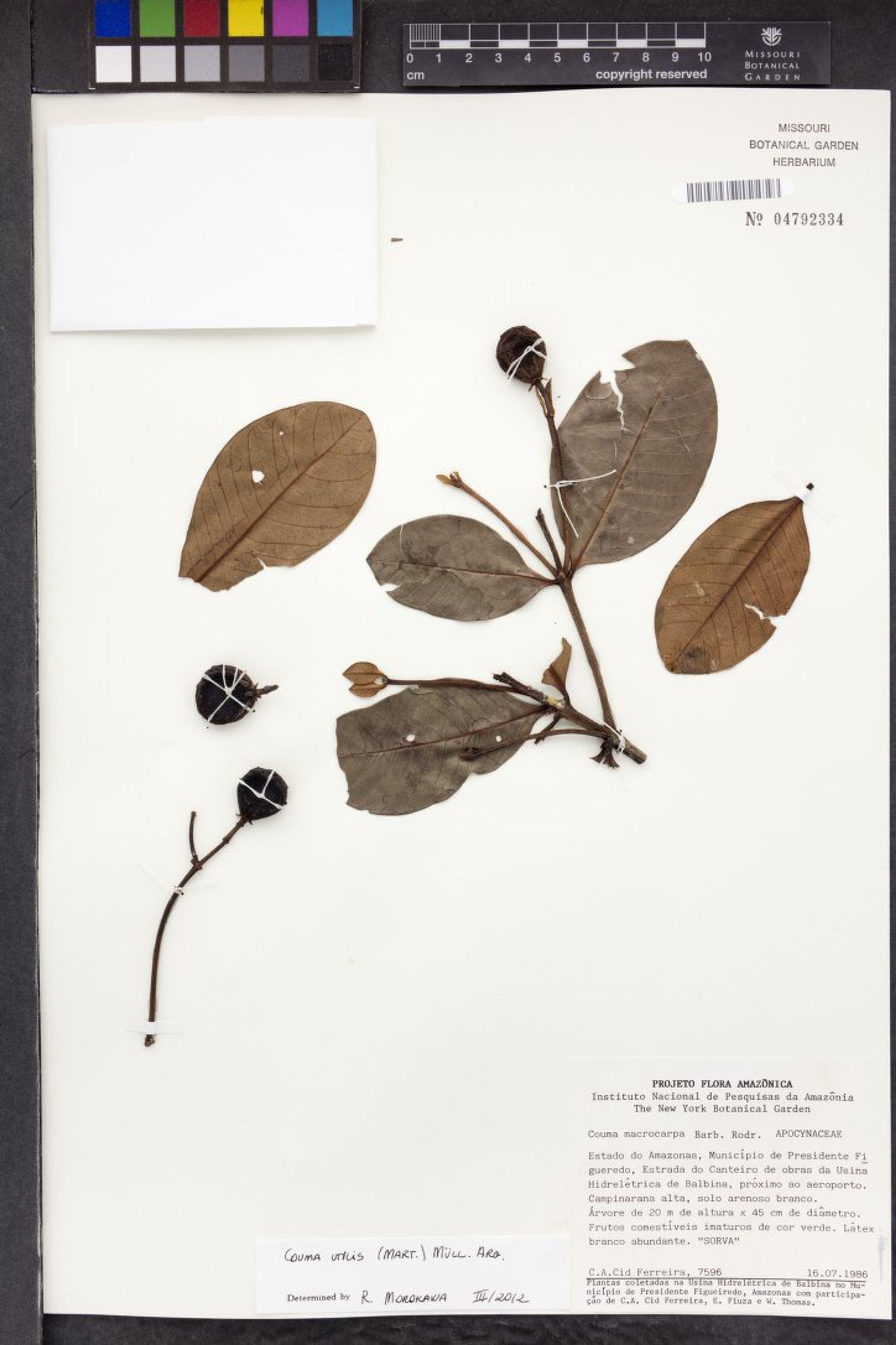 Couma utilis - 38