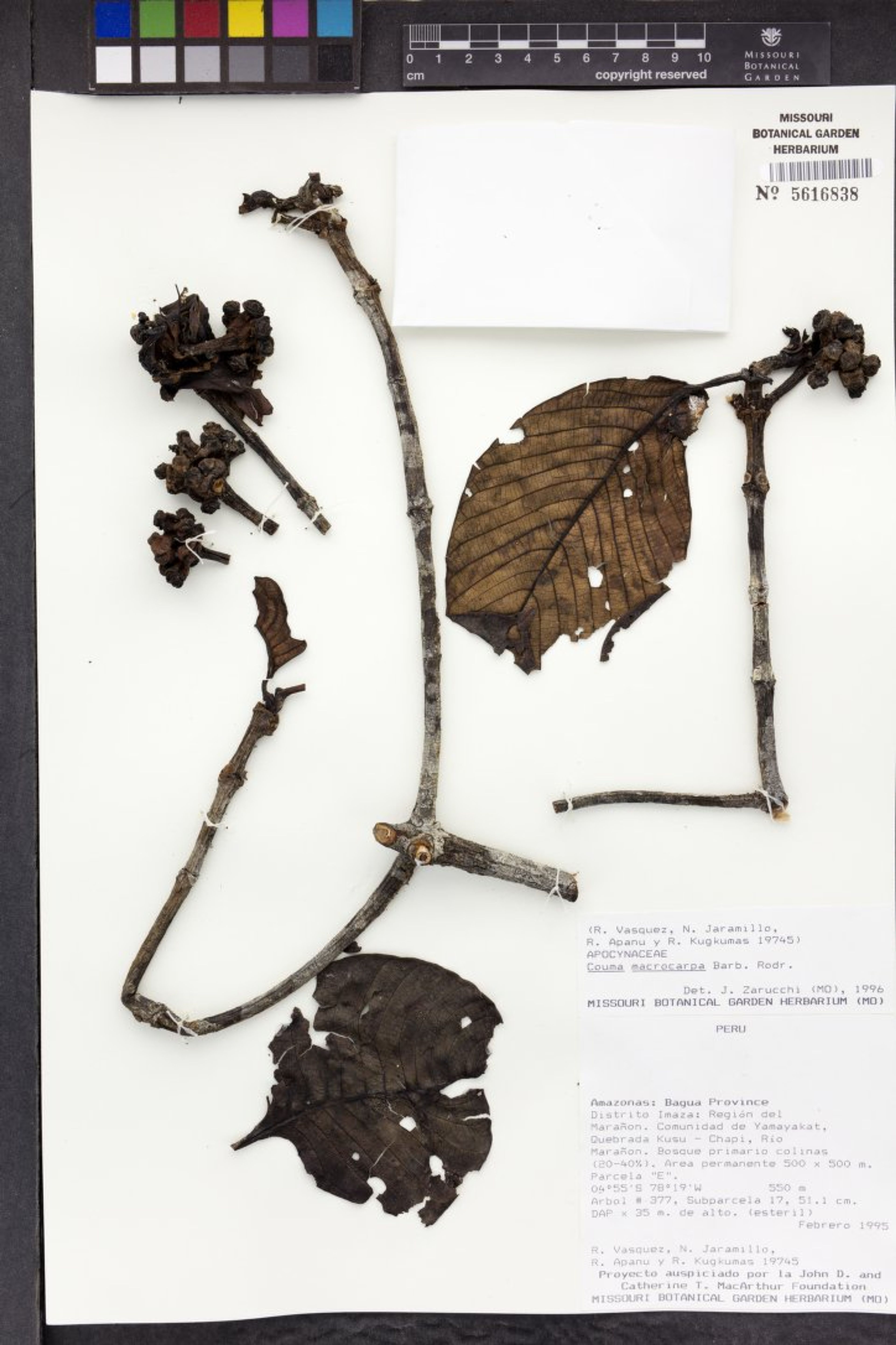 Couma macrocarpa - 95