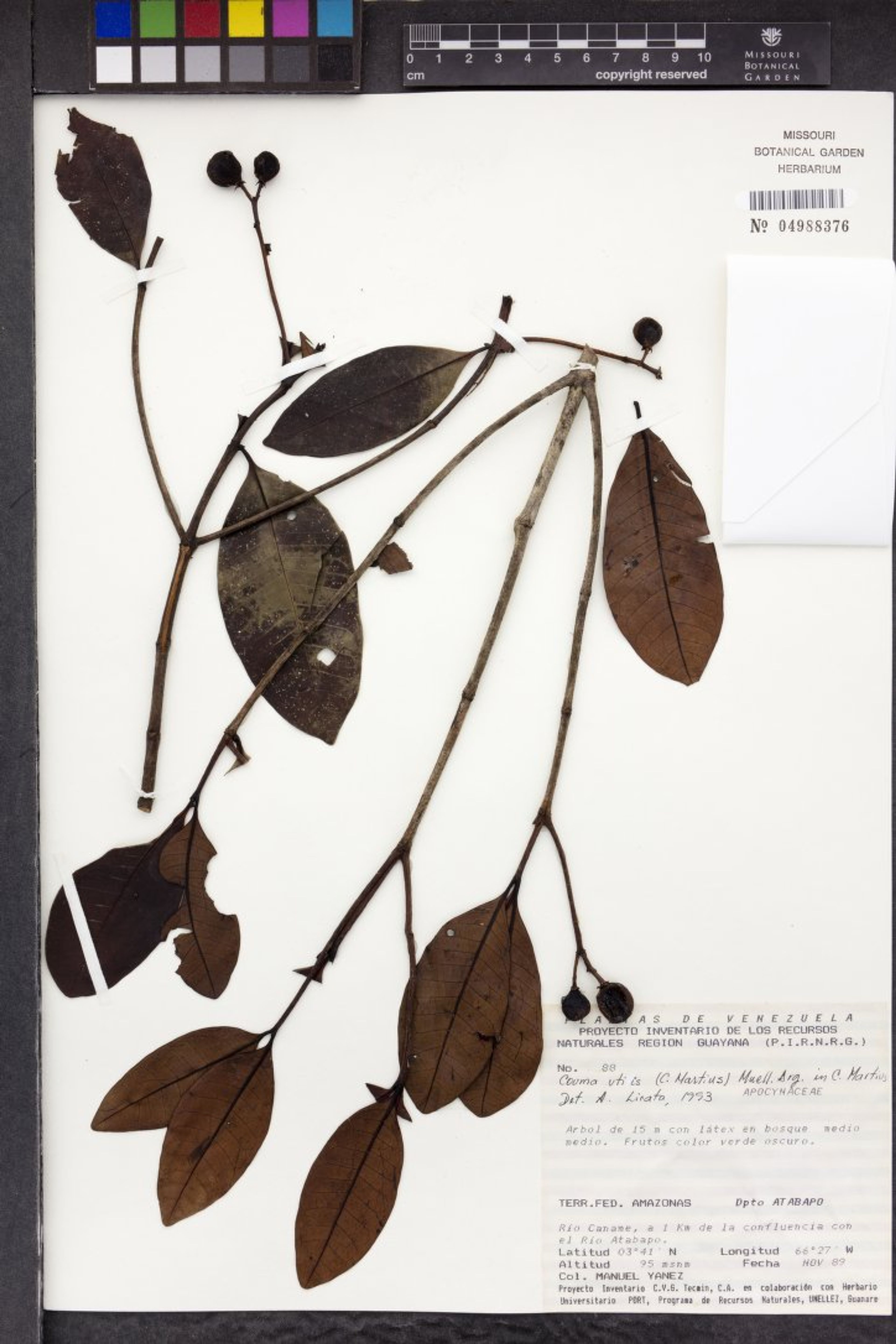 Couma utilis - 47