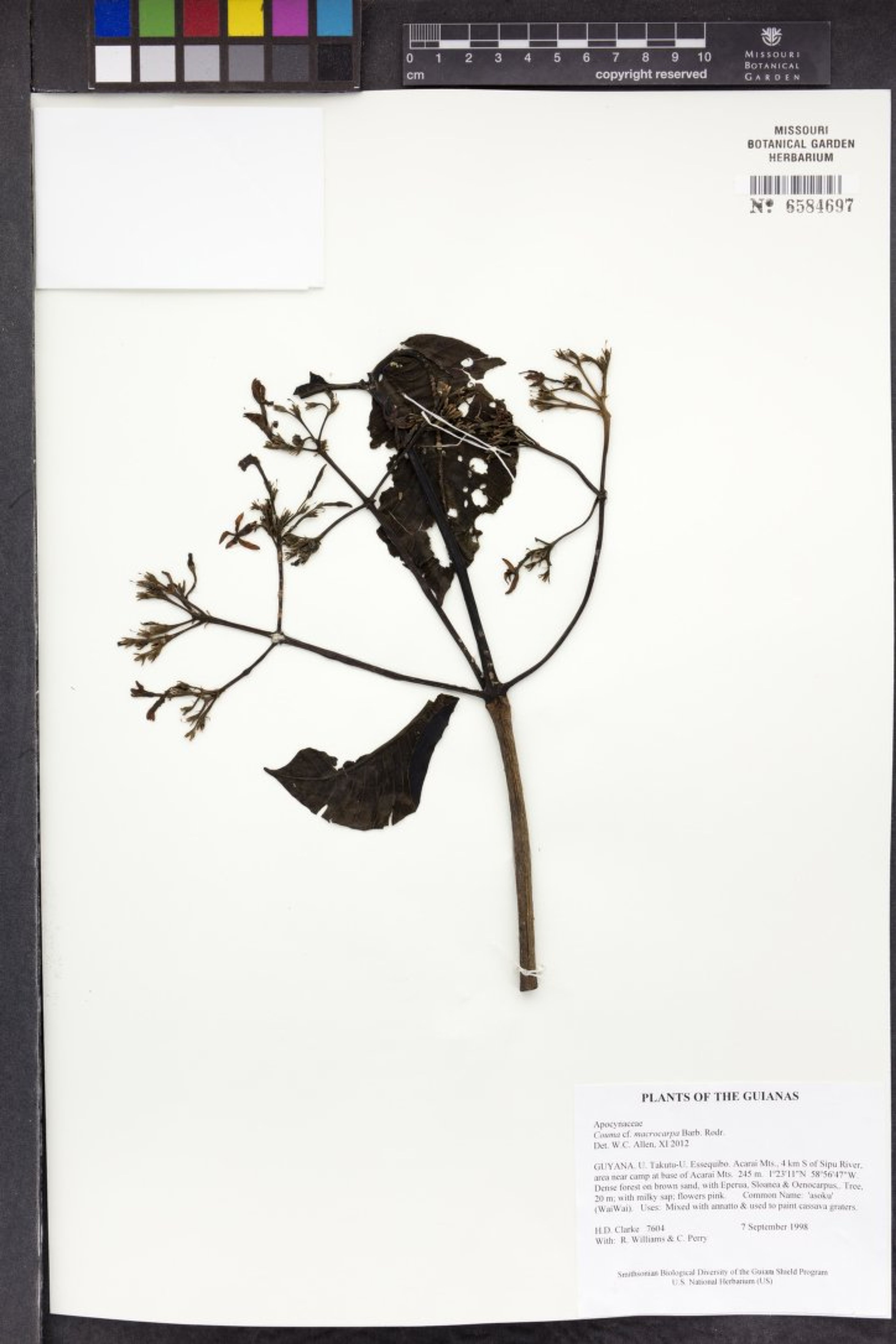 Couma macrocarpa - 98