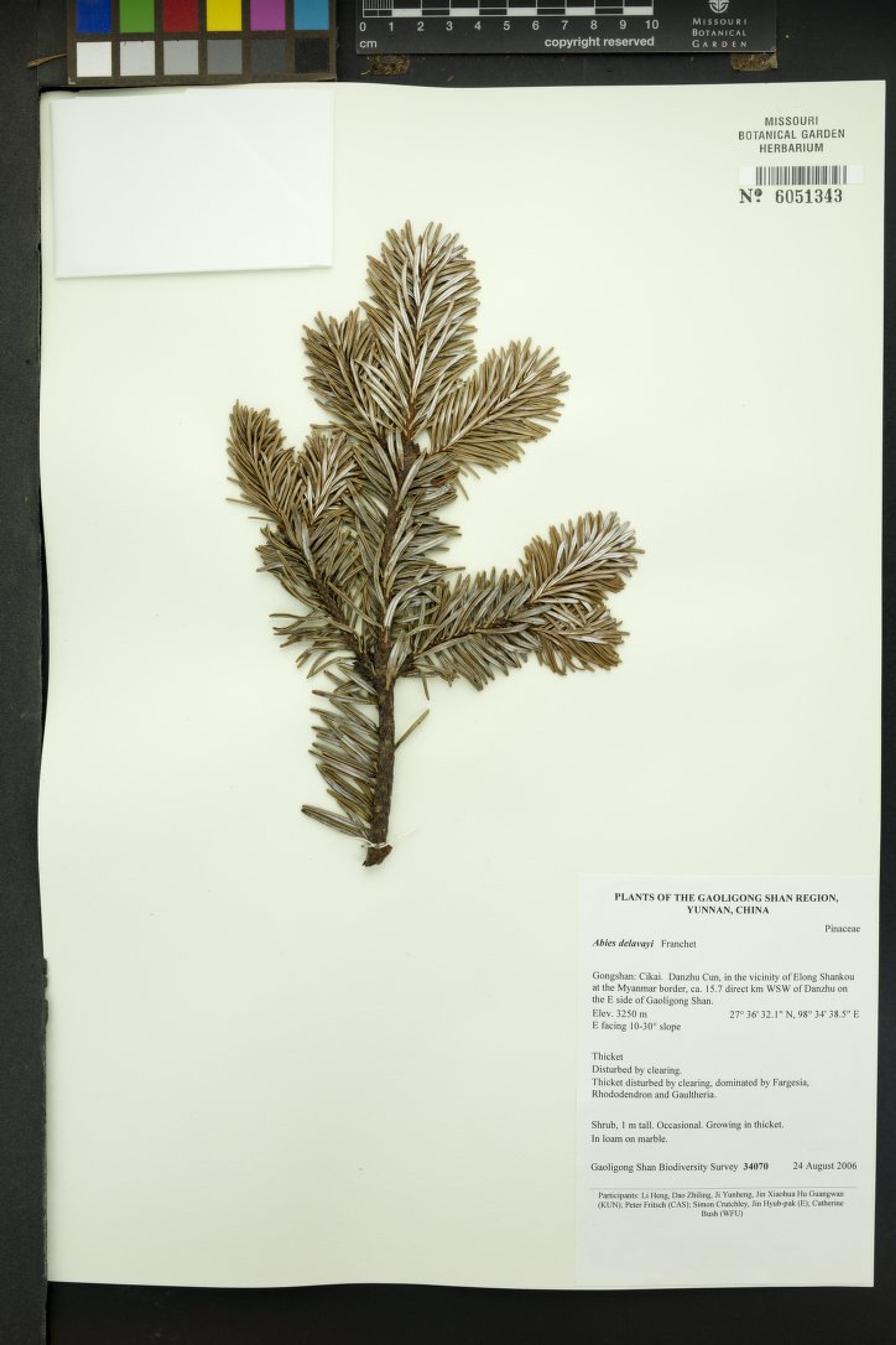 Abies delavayi - 7