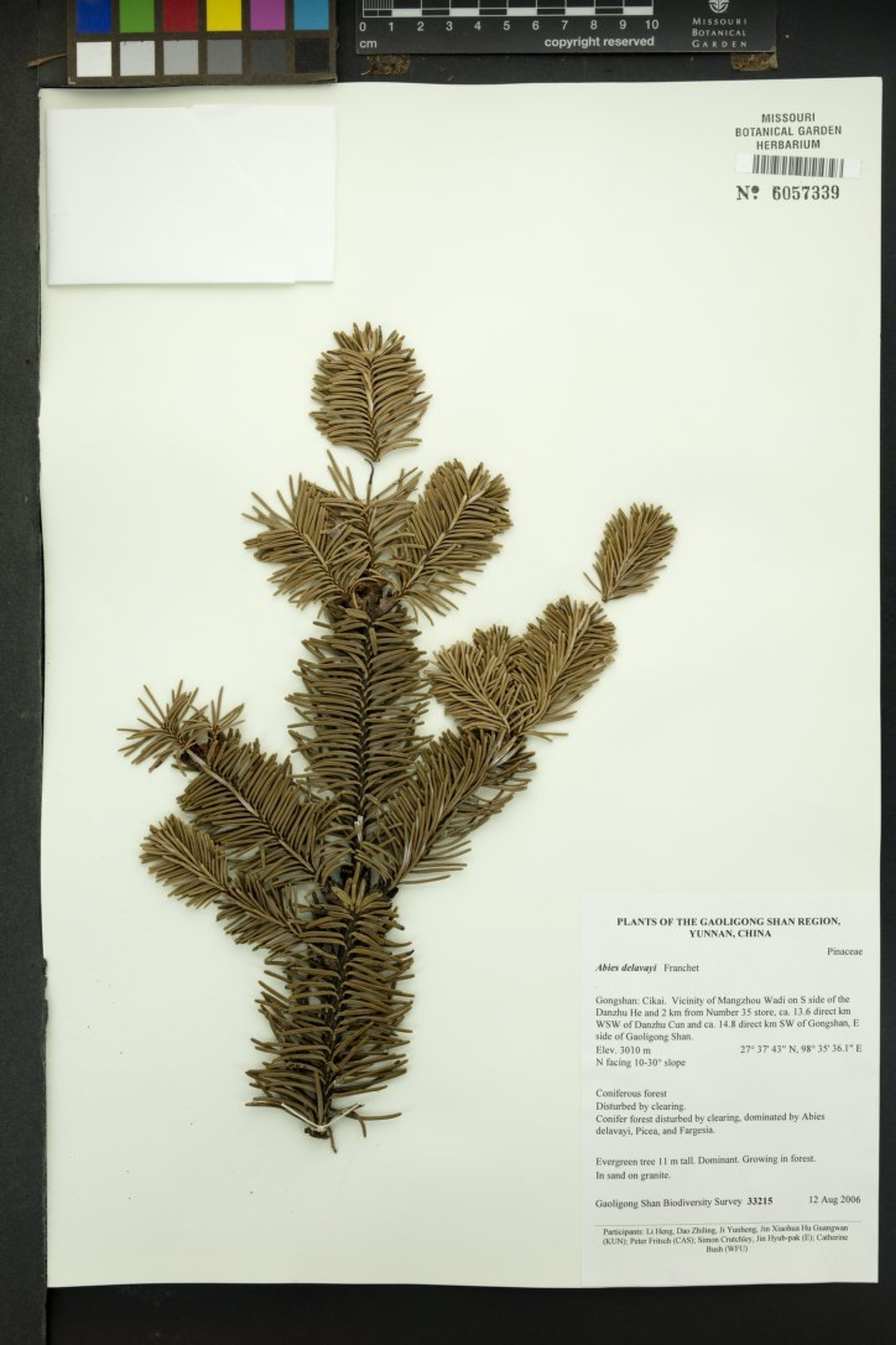 Abies delavayi - 23