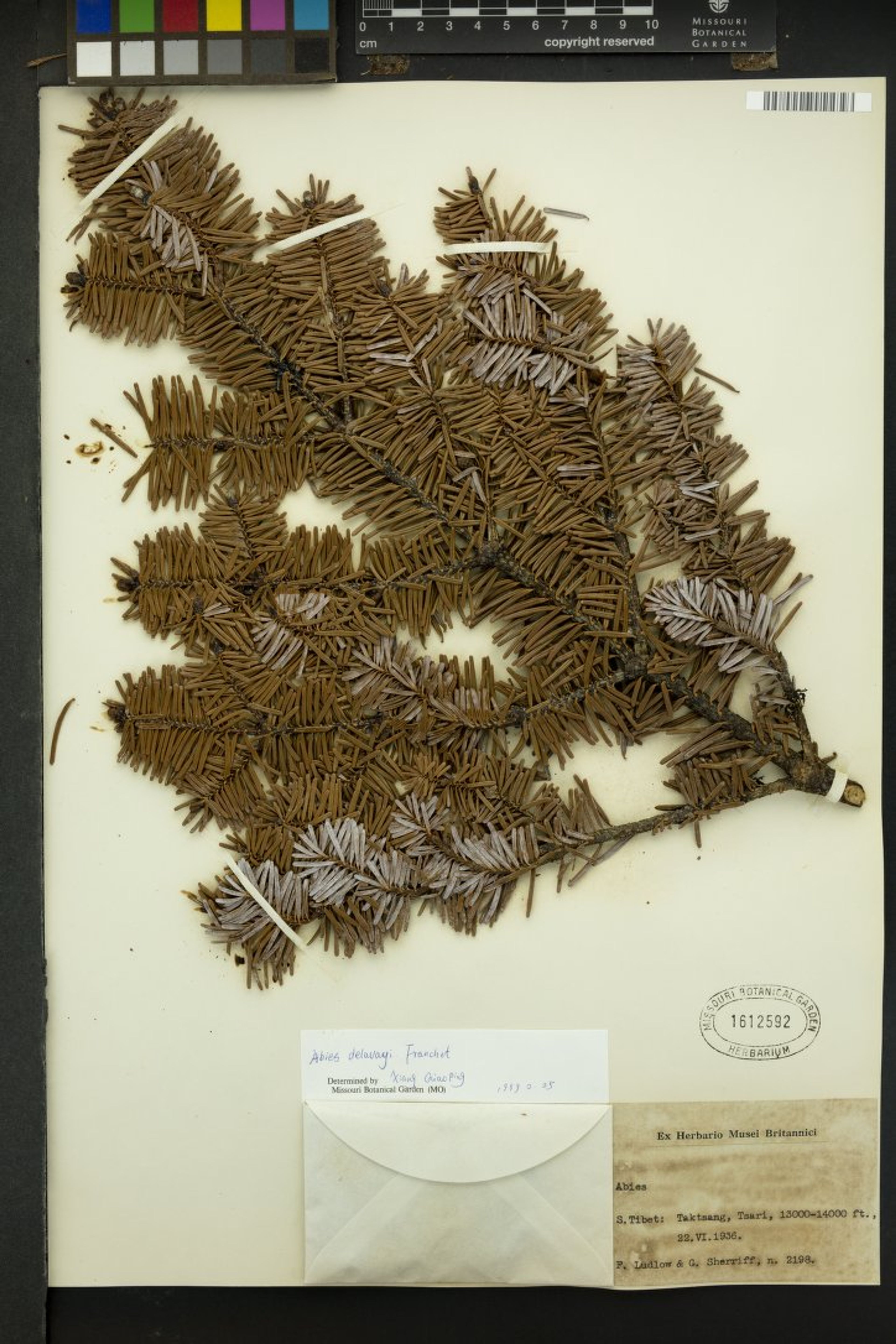 Abies delavayi - 20