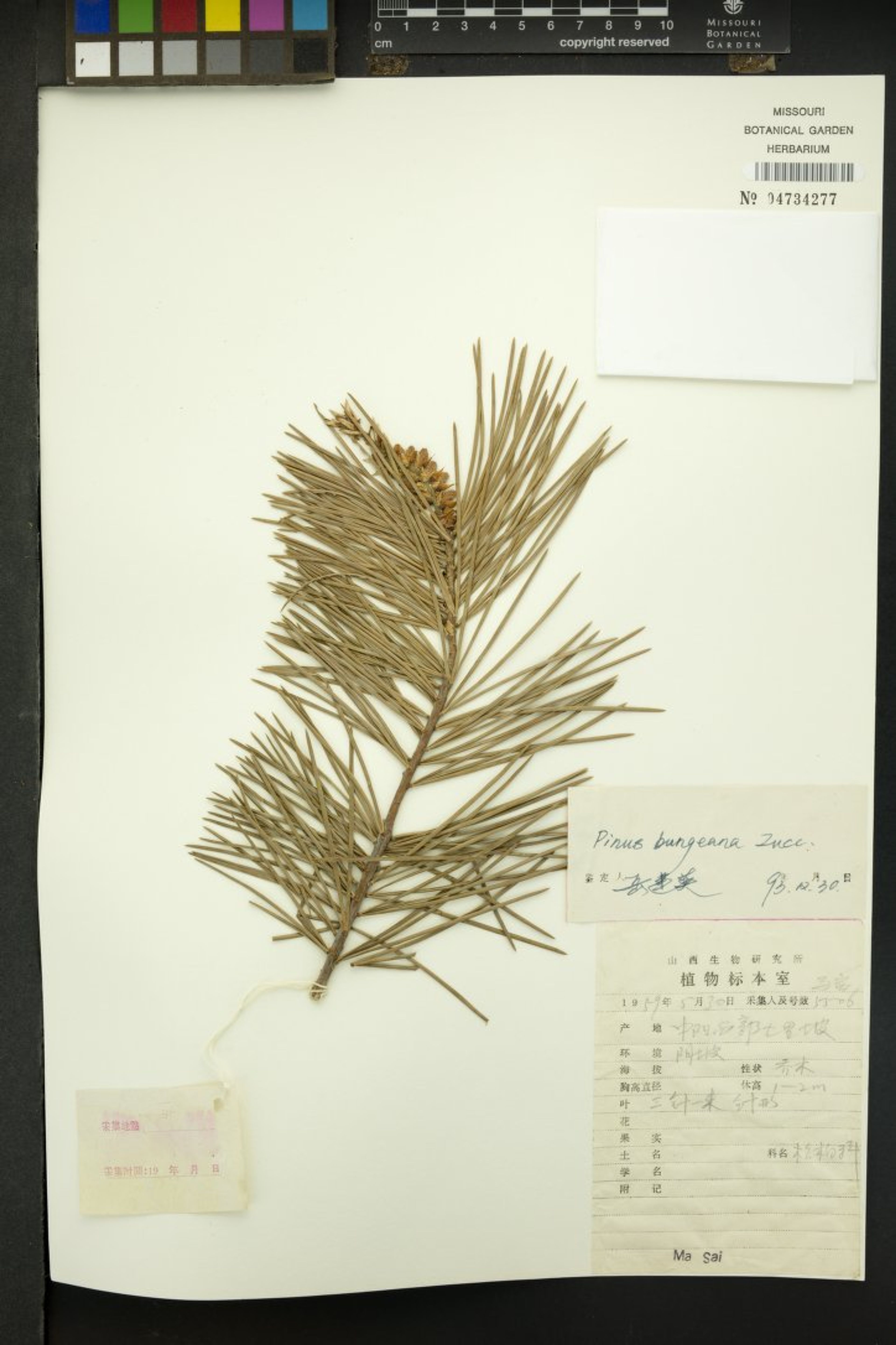 Pinus bungeana - 76