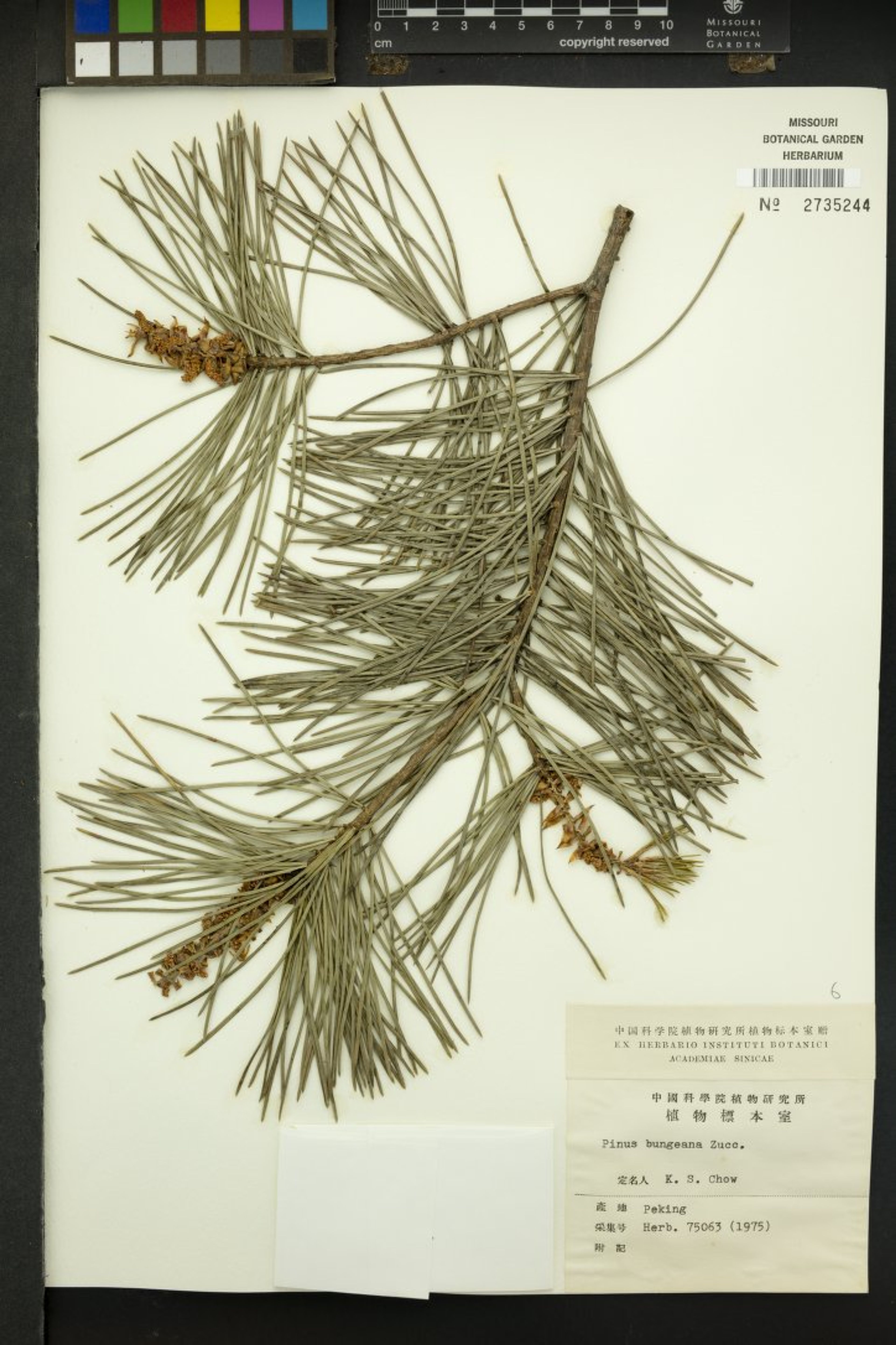 Pinus bungeana - 18