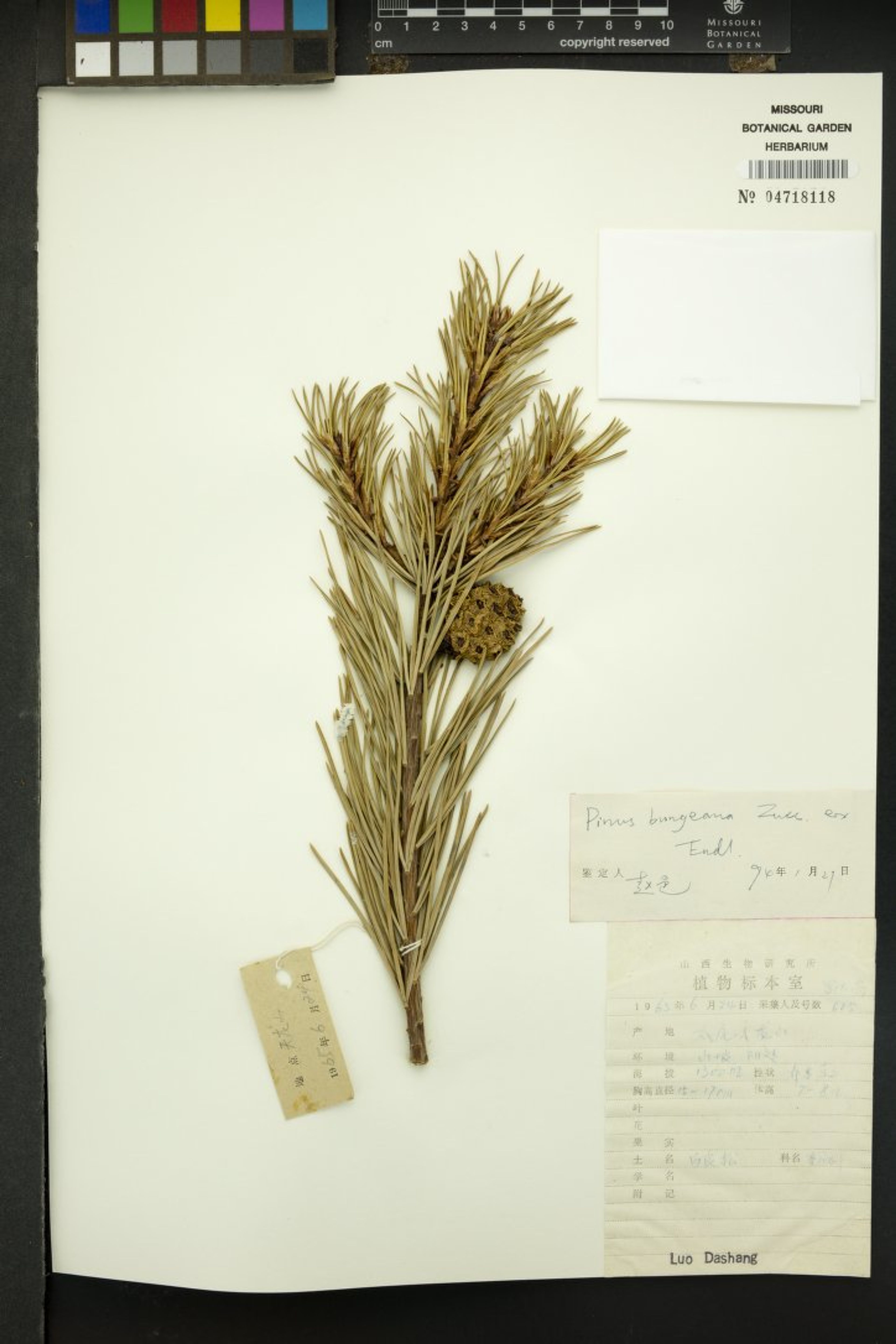 Pinus bungeana - 73