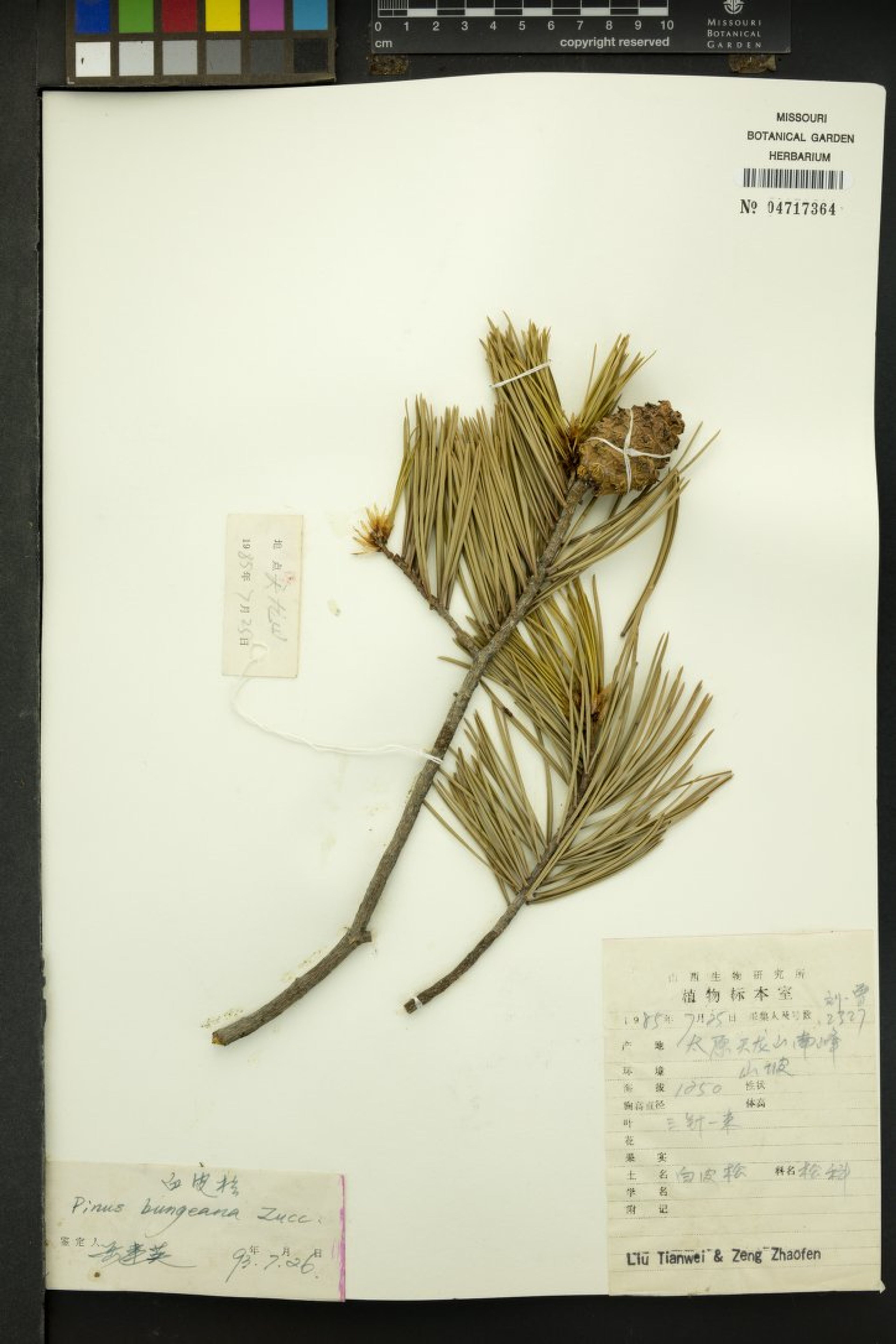 Pinus bungeana - 102