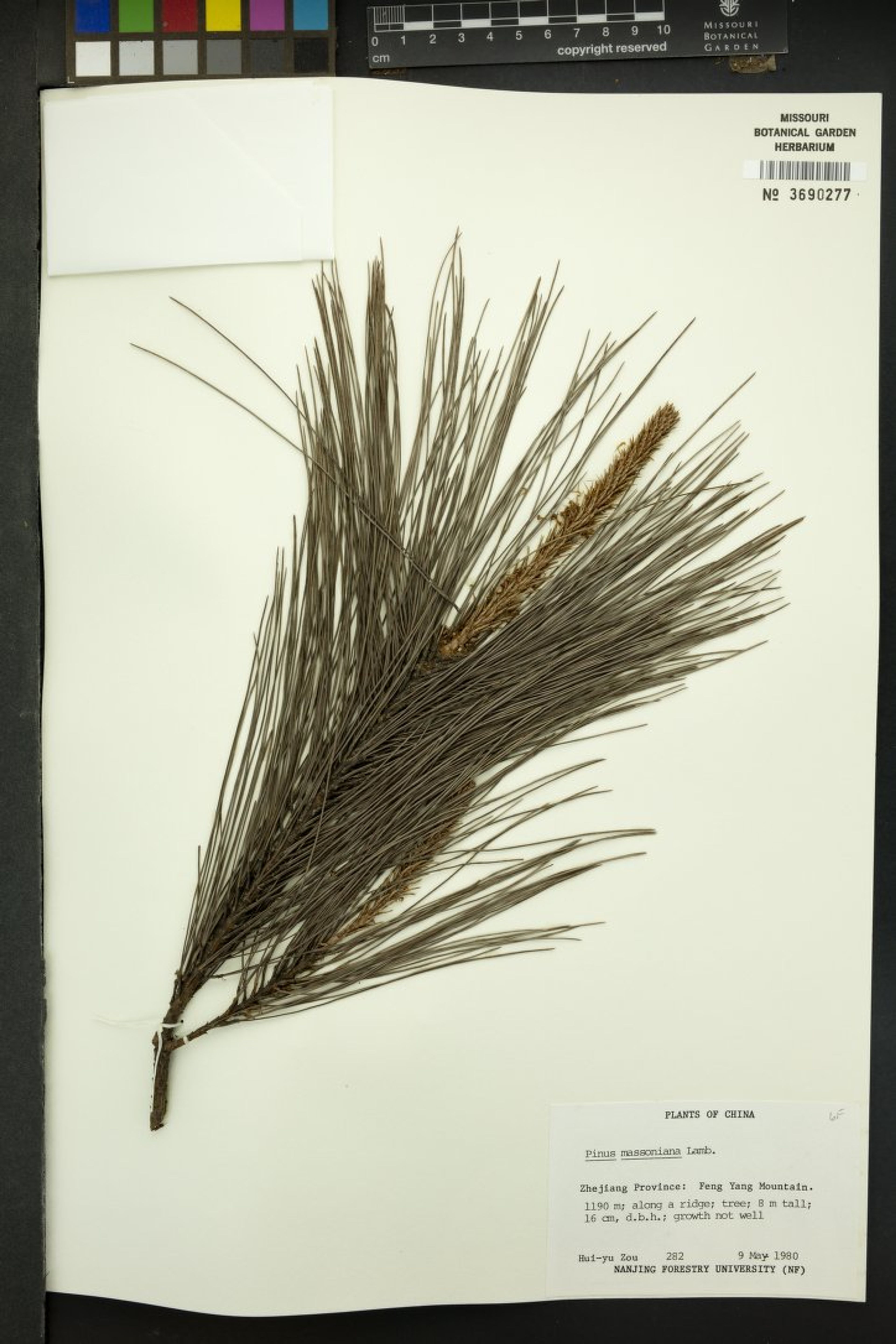 Pinus massoniana - 58