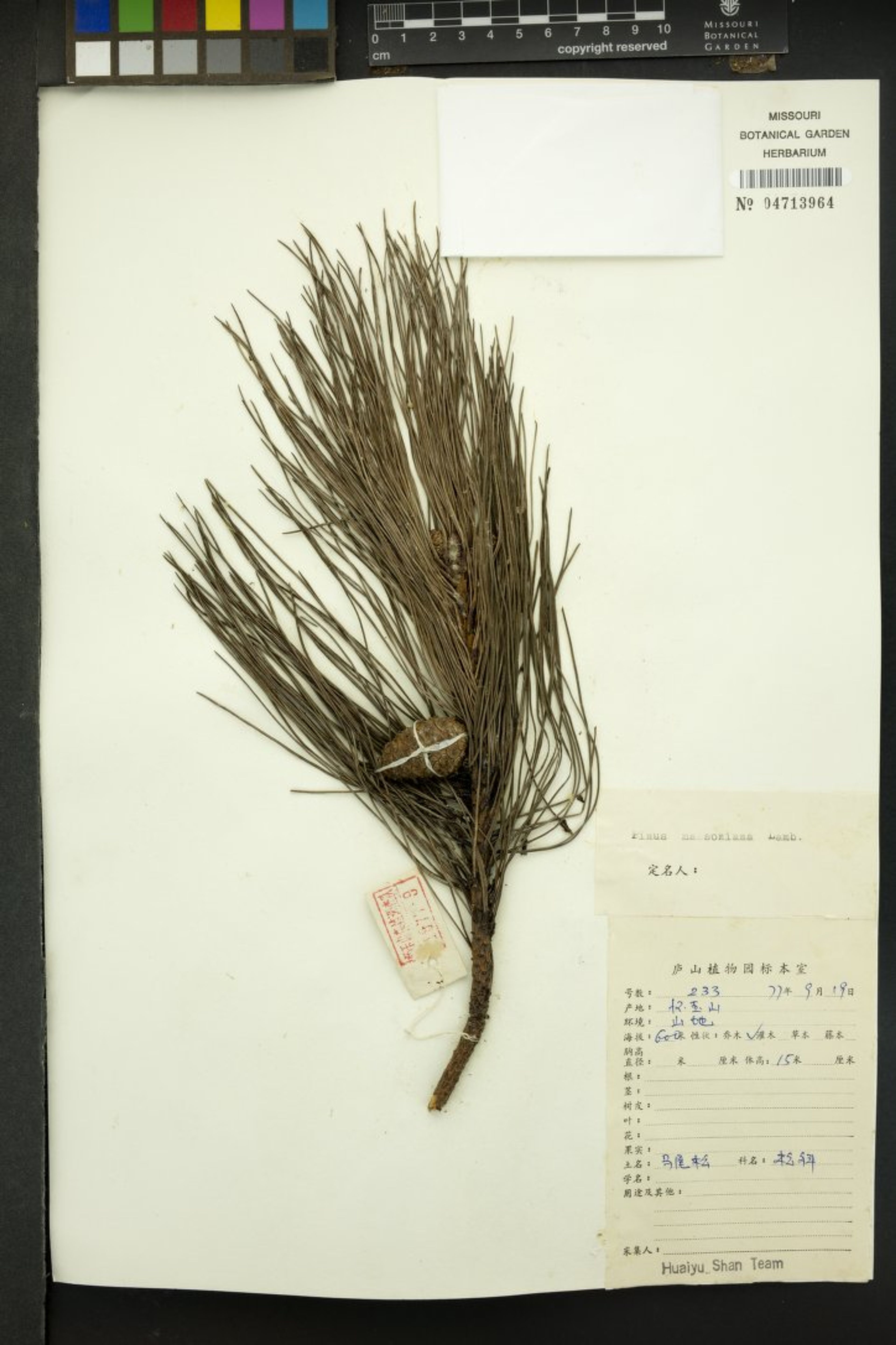 Pinus massoniana - 41