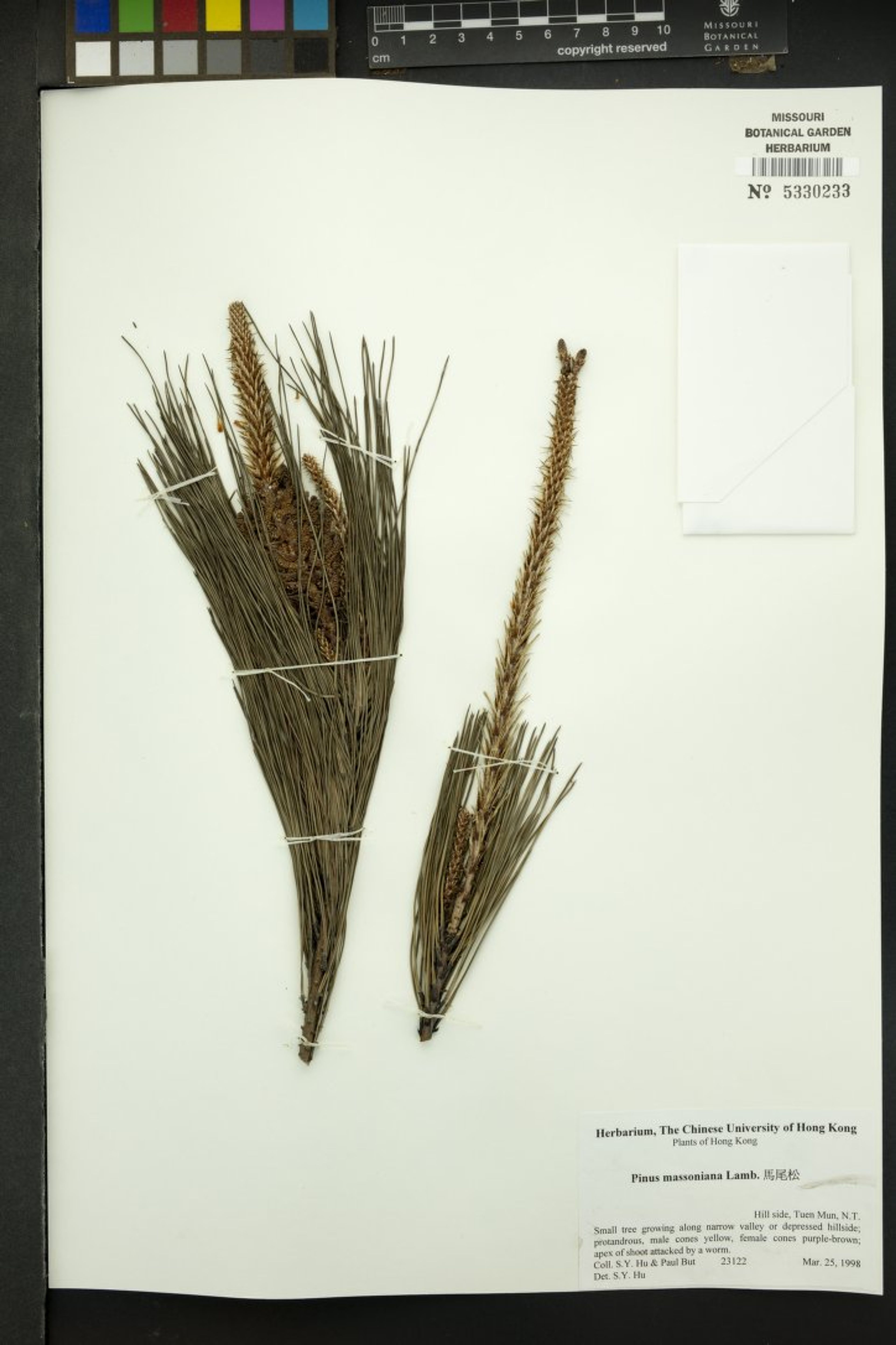 Pinus massoniana - 67